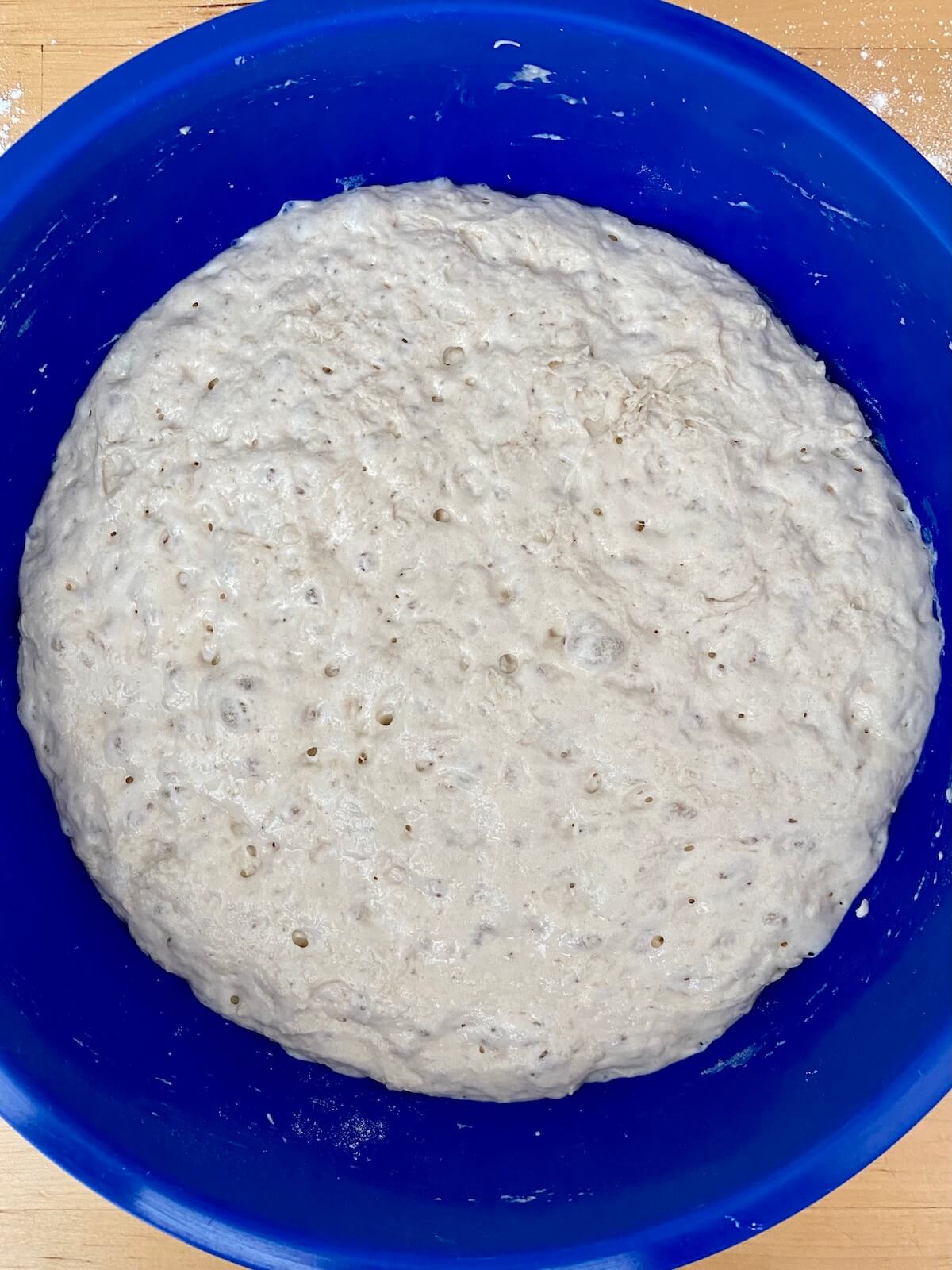 A blue bowl with 72-hour pizza dough after bulk fermenting for 24 hours. The dough is very bubbly.