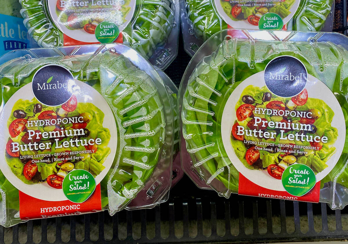 Containers of butter lettuce at the grocery store.
