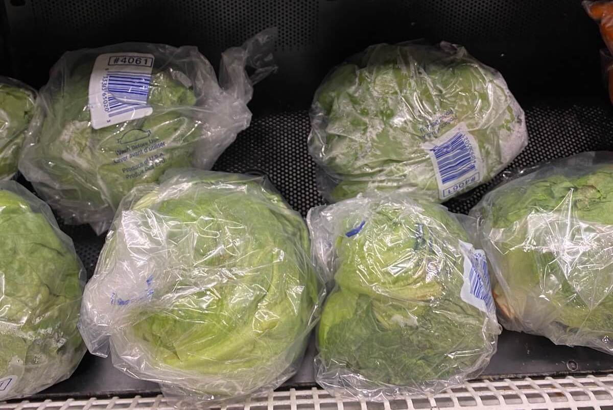 Plastic-wrapped heads of iceberg lettuce at the grocery store.