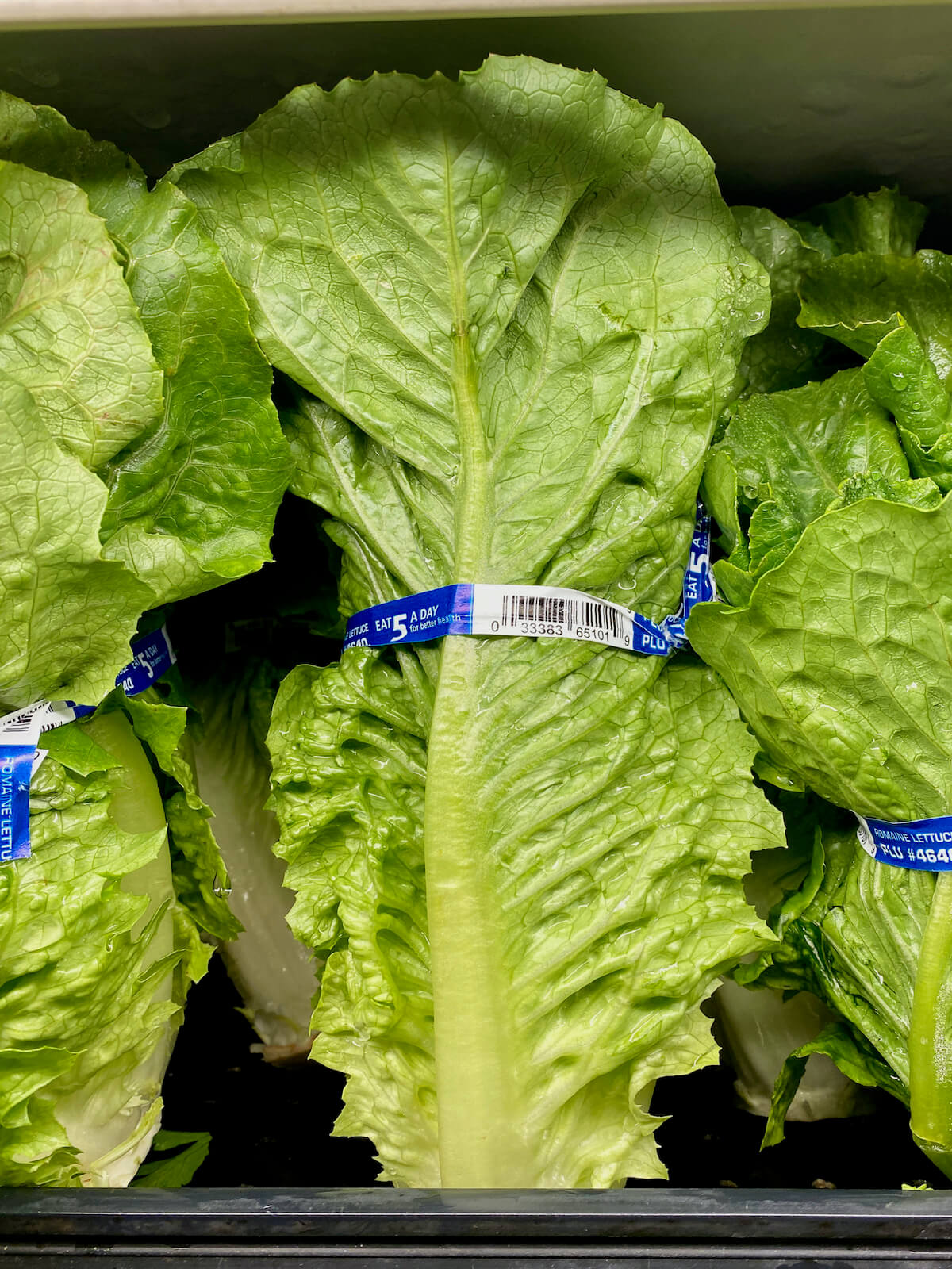 Heads of romaine lettuce at the grocery store.