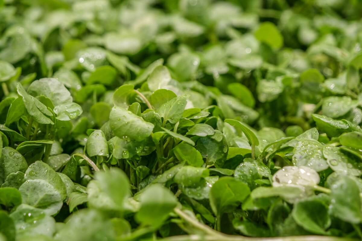 A bunch of watercress with droplets of water on it.
