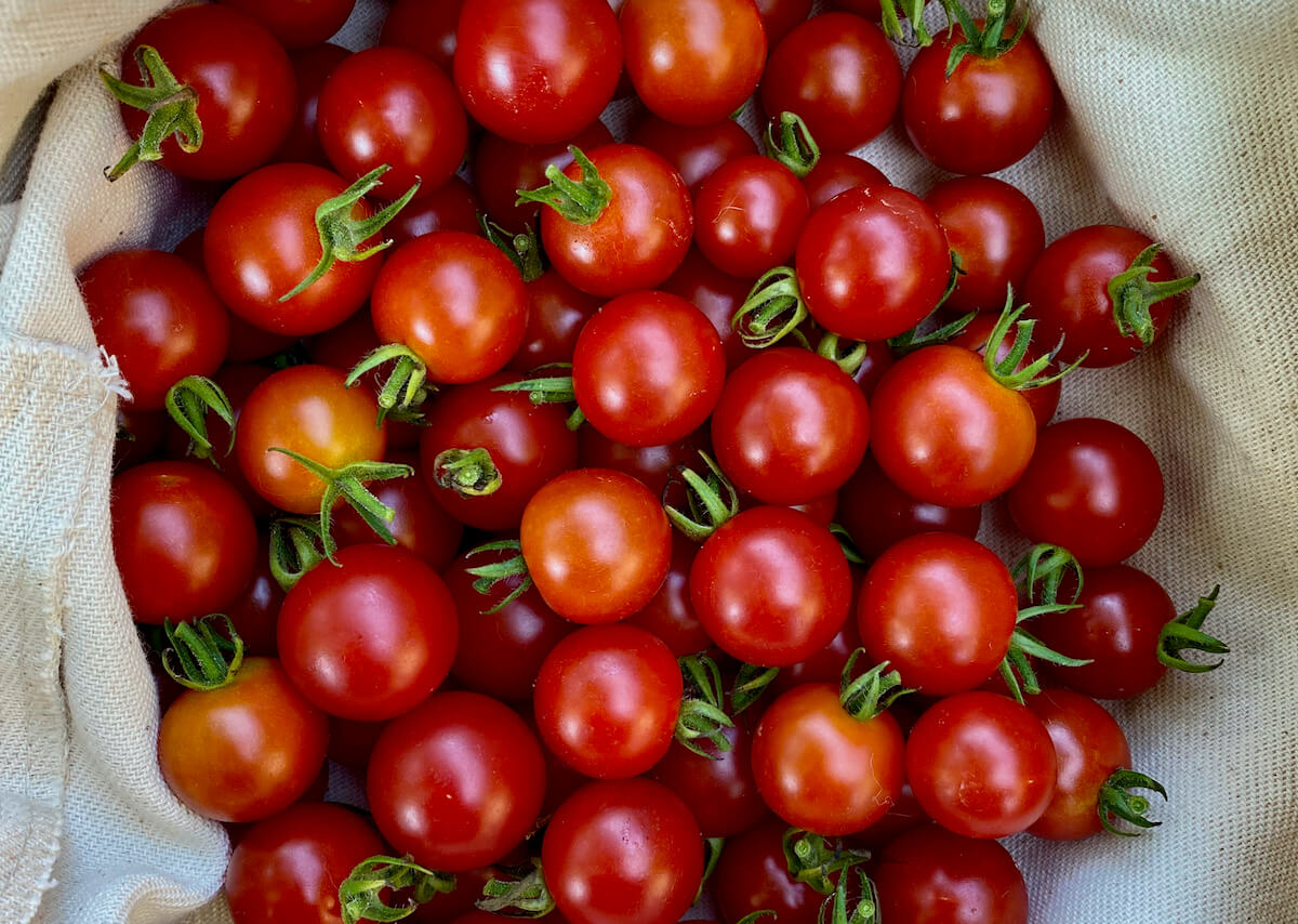 A bunch of cherry tomatoes in a cloth-lined basket after being picked from the garden.