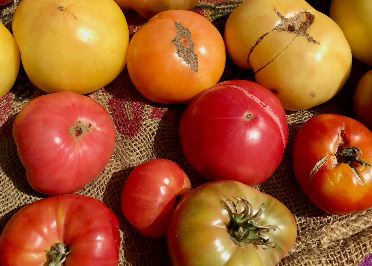 A variety of heirloom tomatoes in a bin at the farmers' market.