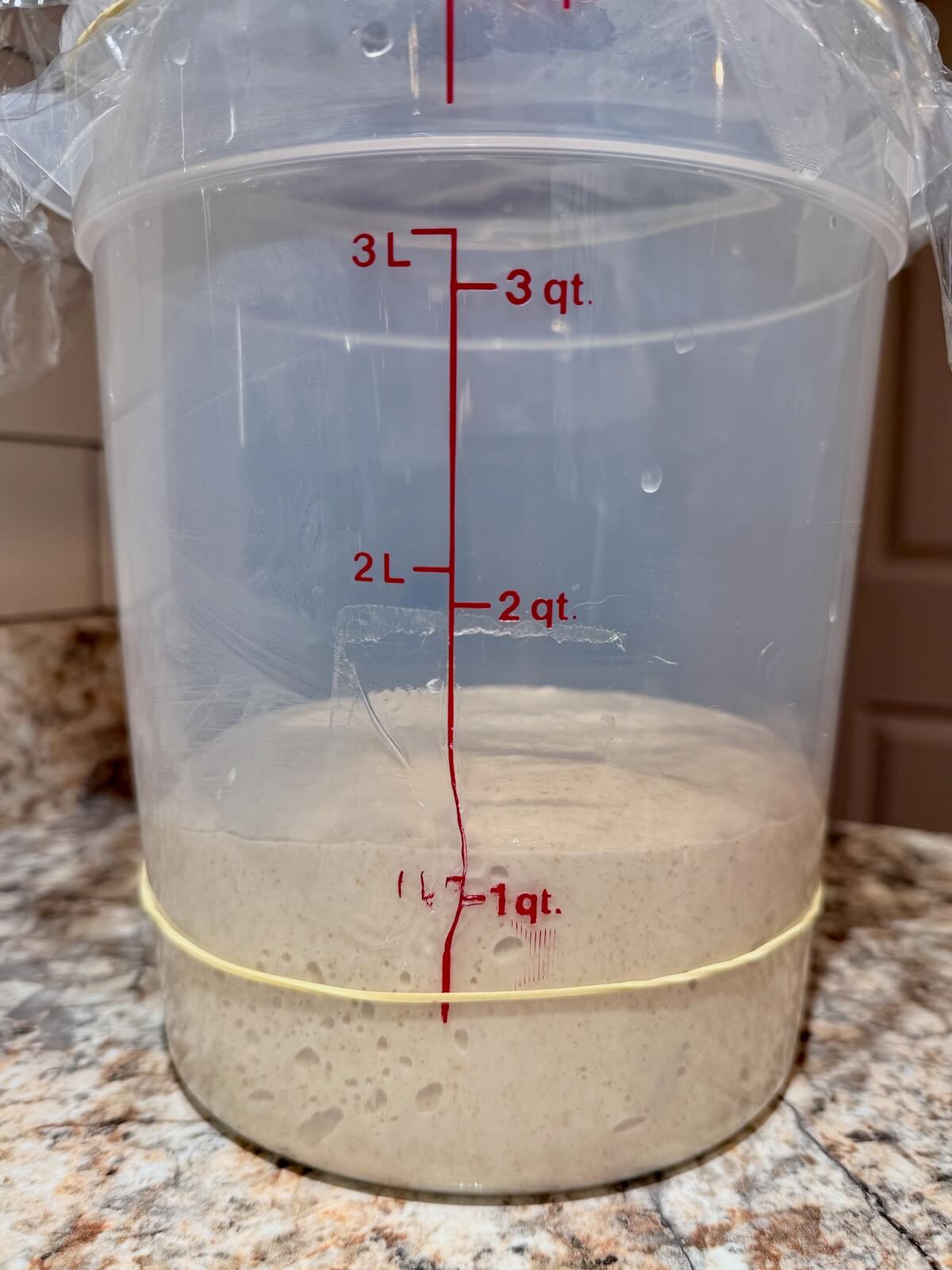 Sourdough bread dough in a straight-sided container after bulk fermentation.