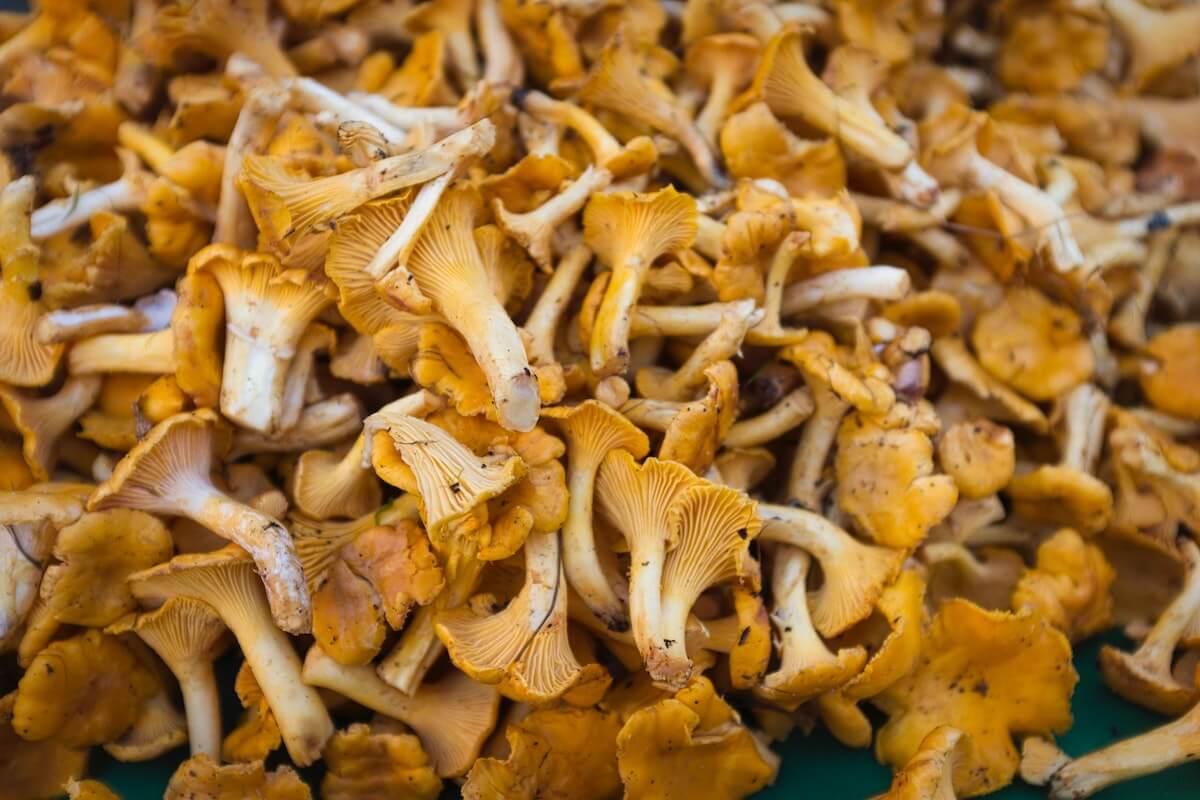 A bunch of chanterelle mushrooms.