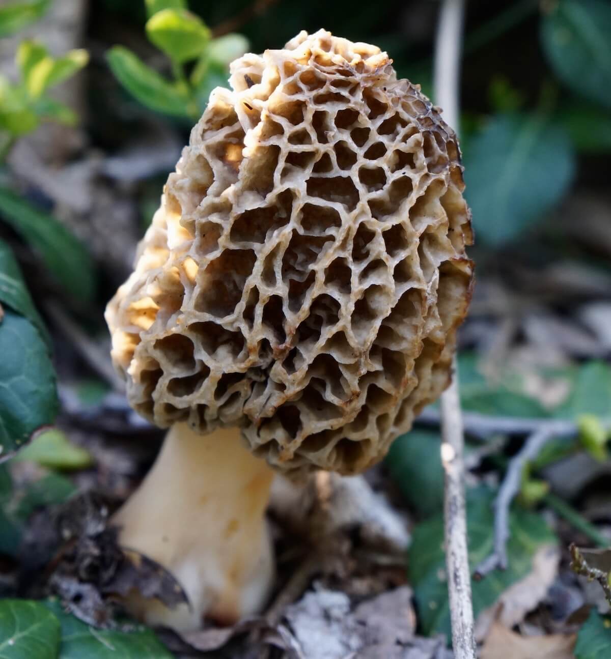A single morel mushroom growing in the woods.