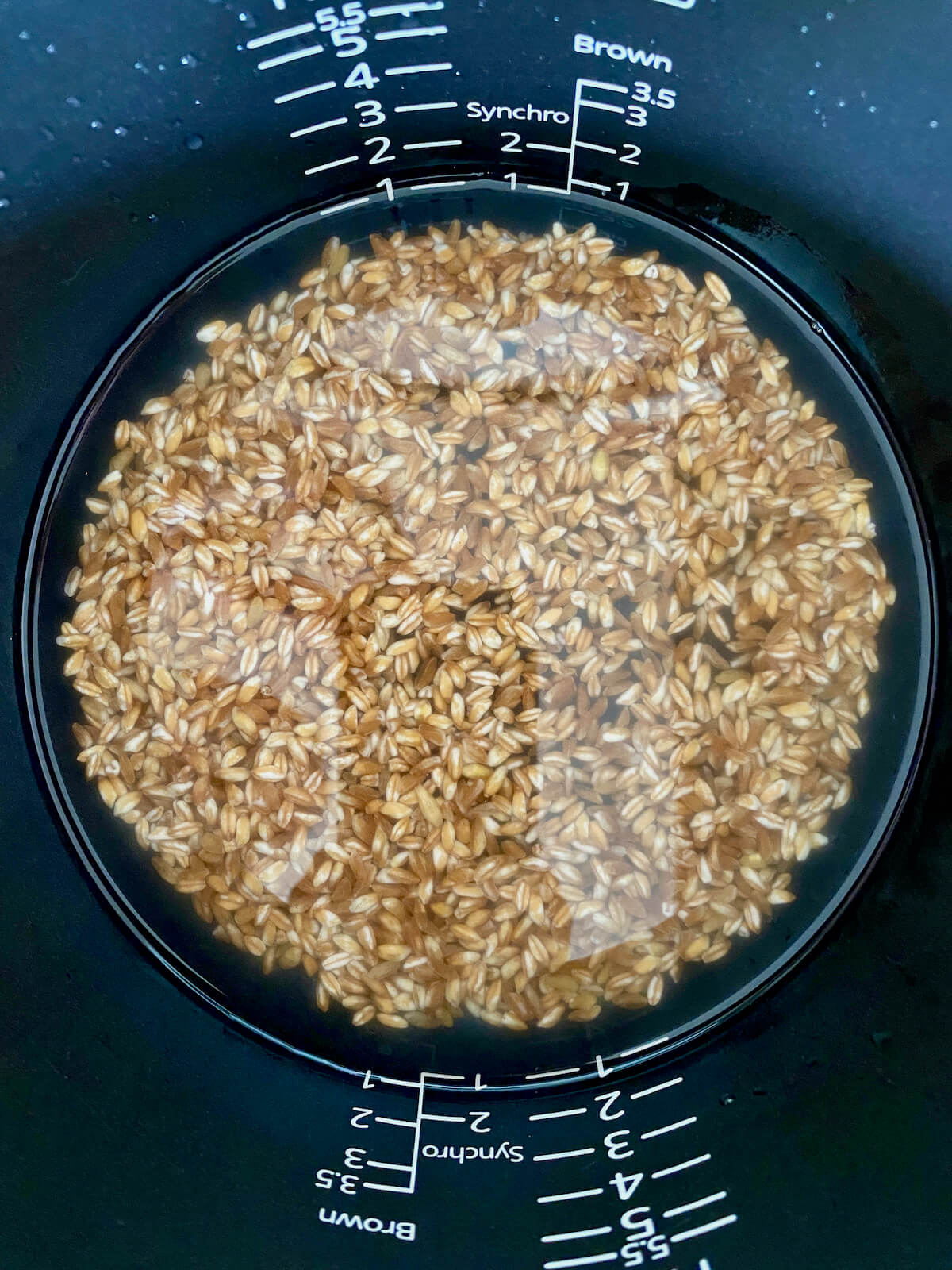 Rinsed farro and water in the bowl of a rice cooker.