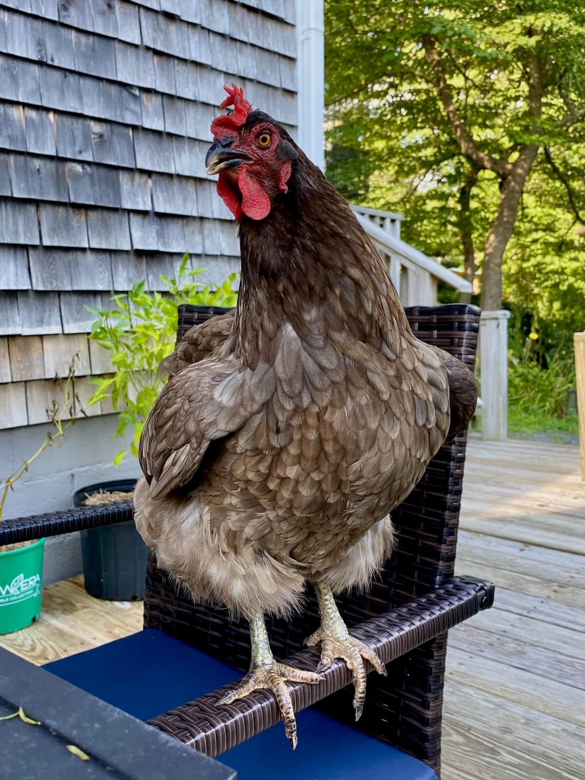 A gray chicken roosting on the arm of a patio chair.