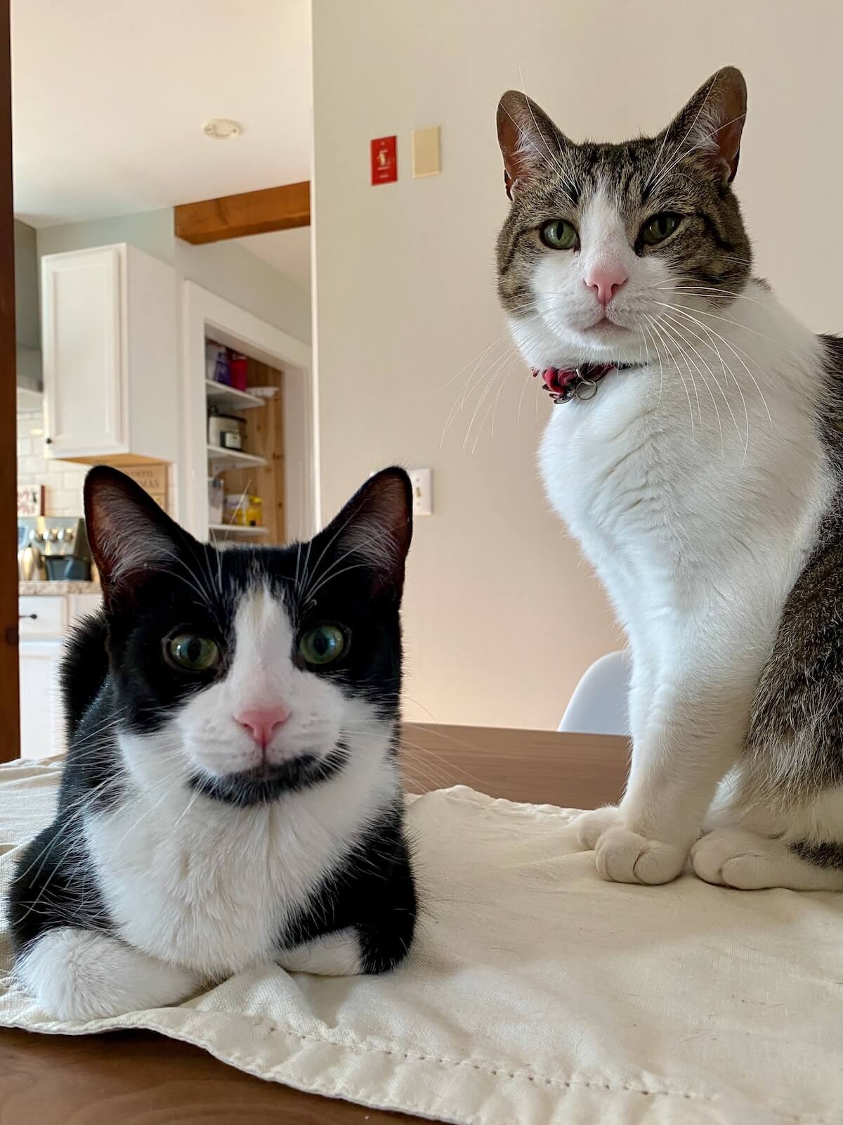 A tuxedo cat and a gray and white tabby cat sitting on a dining room table.
