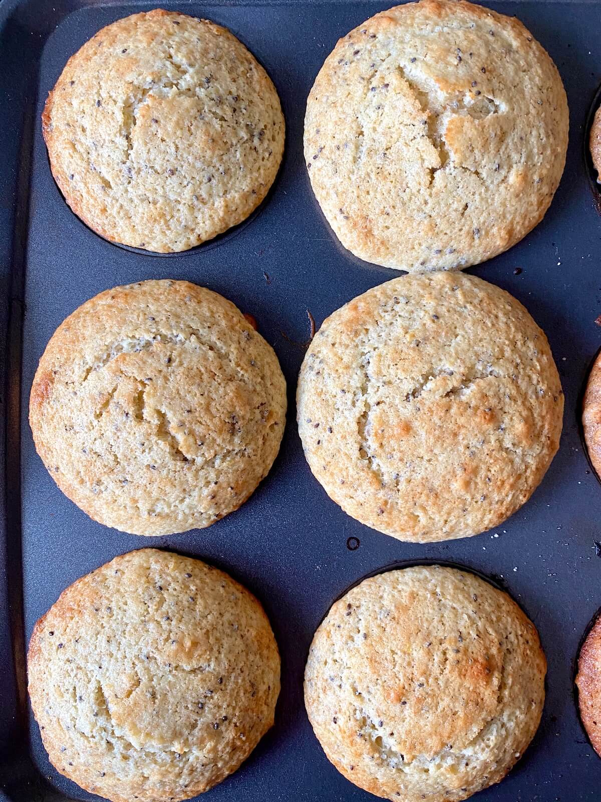 Six baked sourdough discard lemon poppyseed muffins in a muffin tin.