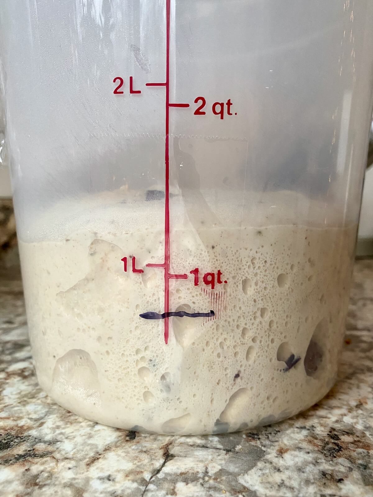 The kalamata olive sourdough bread dough in a straight-sided container after bulk fermentation.