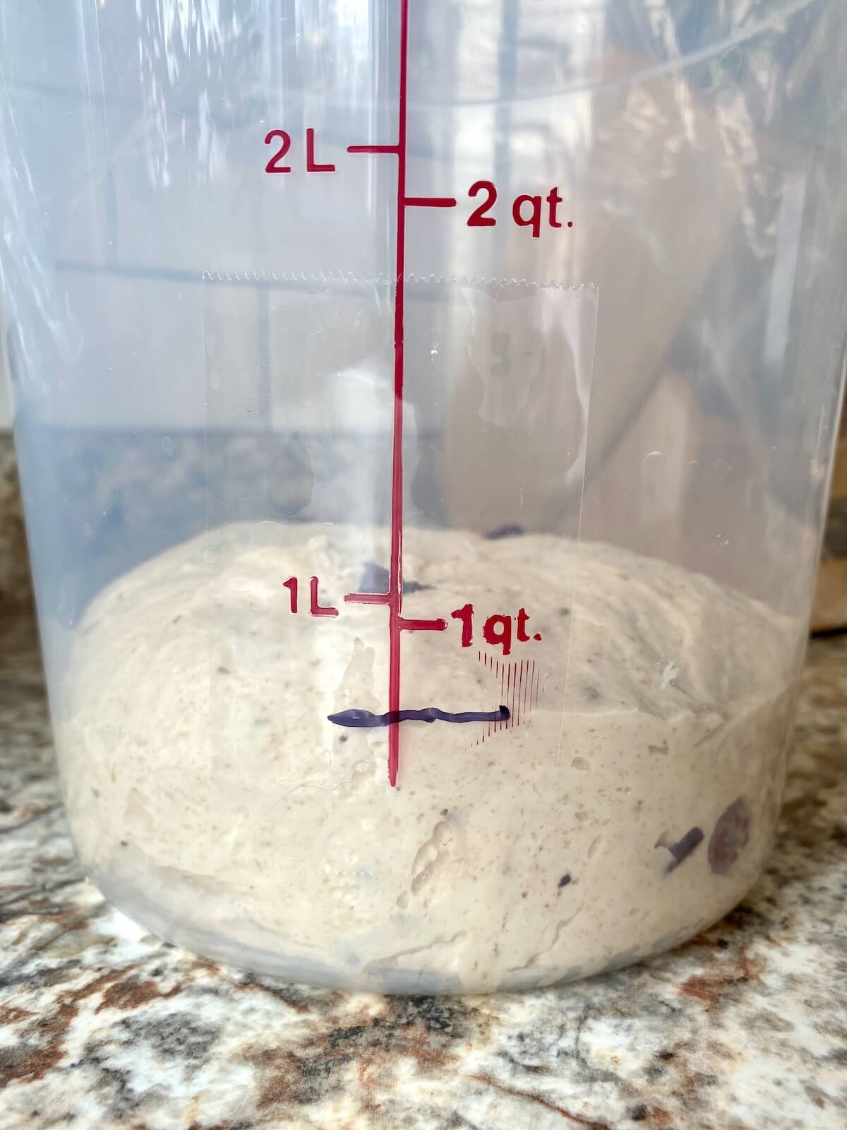 The kalamata olive sourdough bread dough in a straight-sided container before bulk fermentation.
