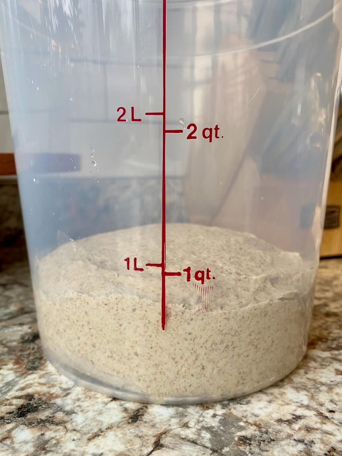 The sourdough rye bread dough in a straight sided container before bulk fermentation.
