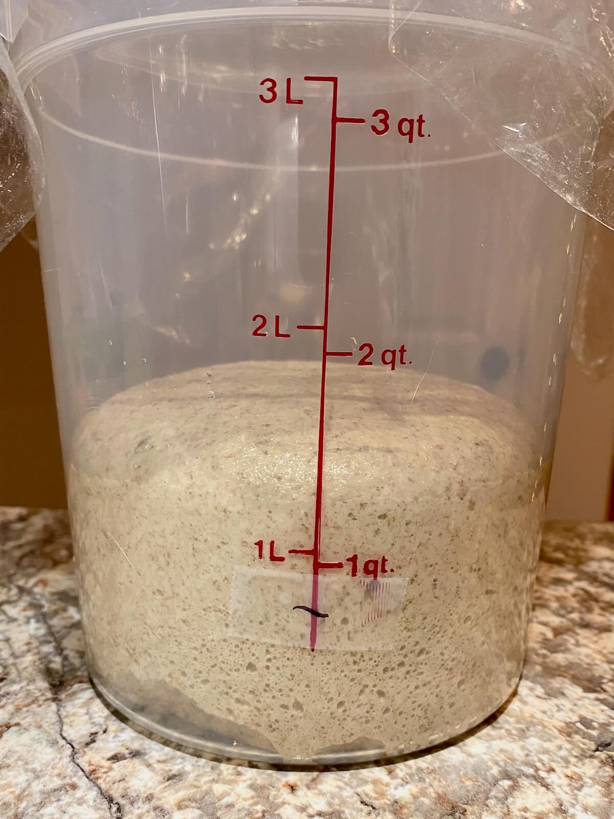 The sourdough rye bread dough in a straight sided container after bulk fermentation.