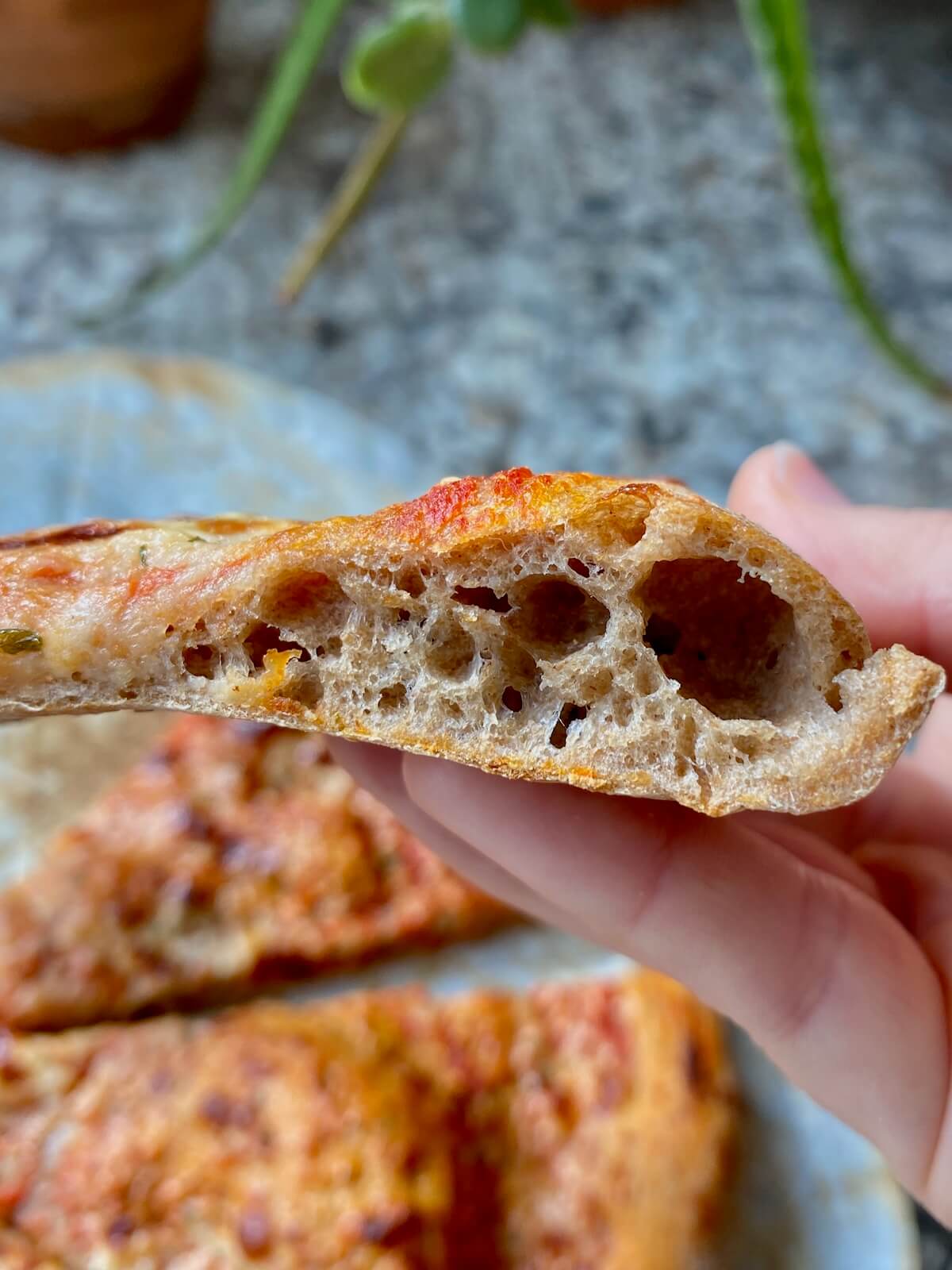 A hand holding up a slice of cheese pizza made on sourdough whole wheat pizza dough.