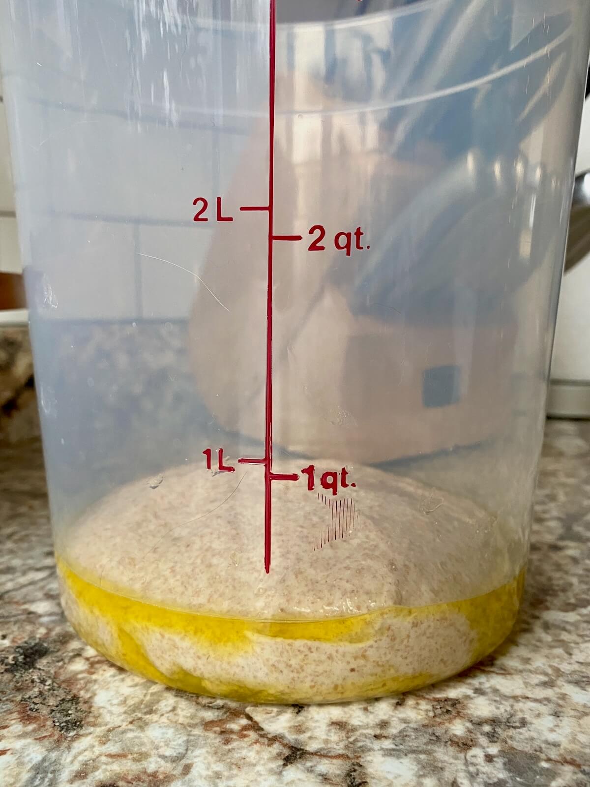 The dough in a straight-sided container with some olive oil before bulk fermentation.
