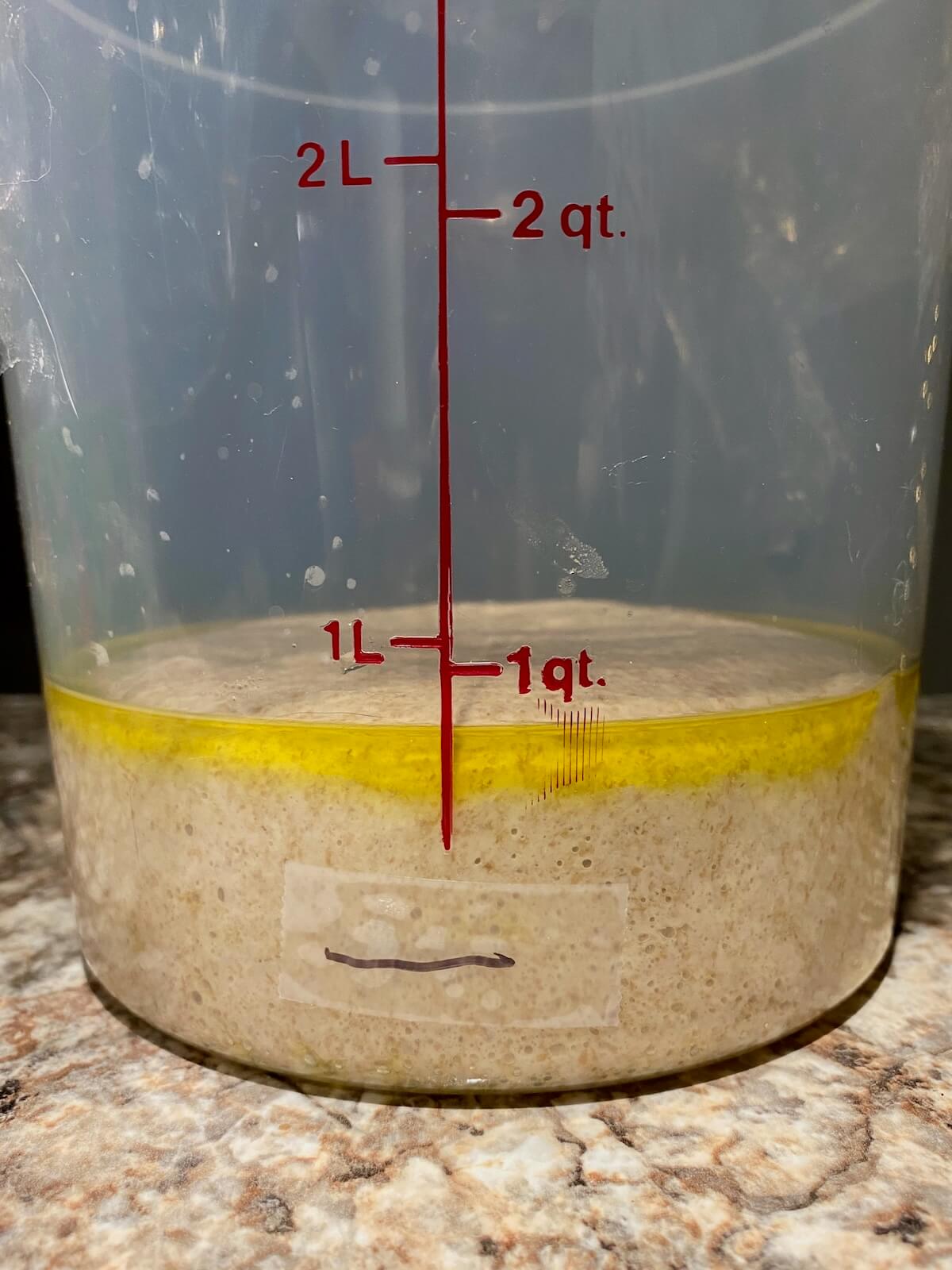 The dough in a straight-sided container with some olive oil after bulk fermentation.