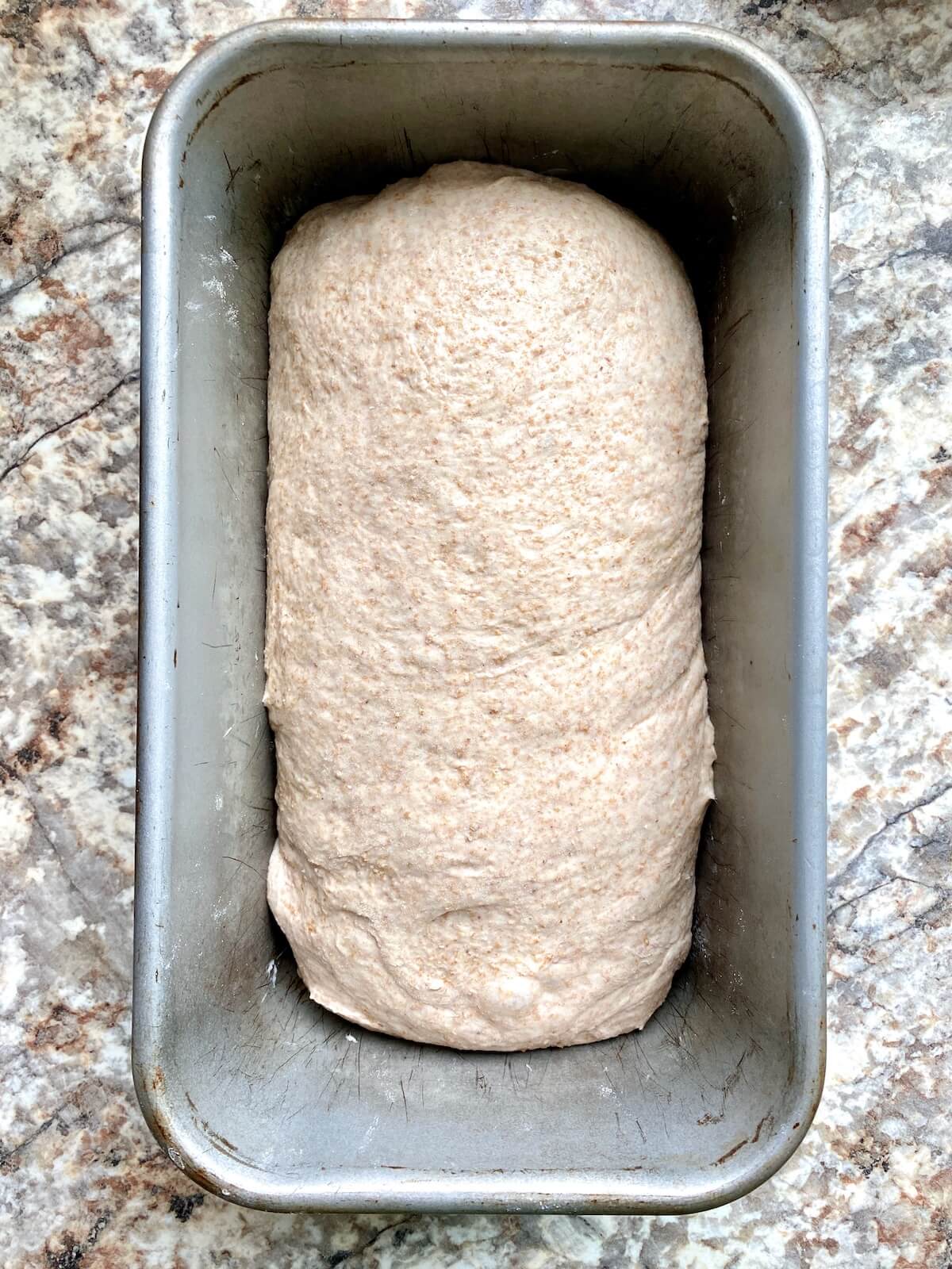 The dough rolled into a loaf shape in an aluminum loaf pan.
