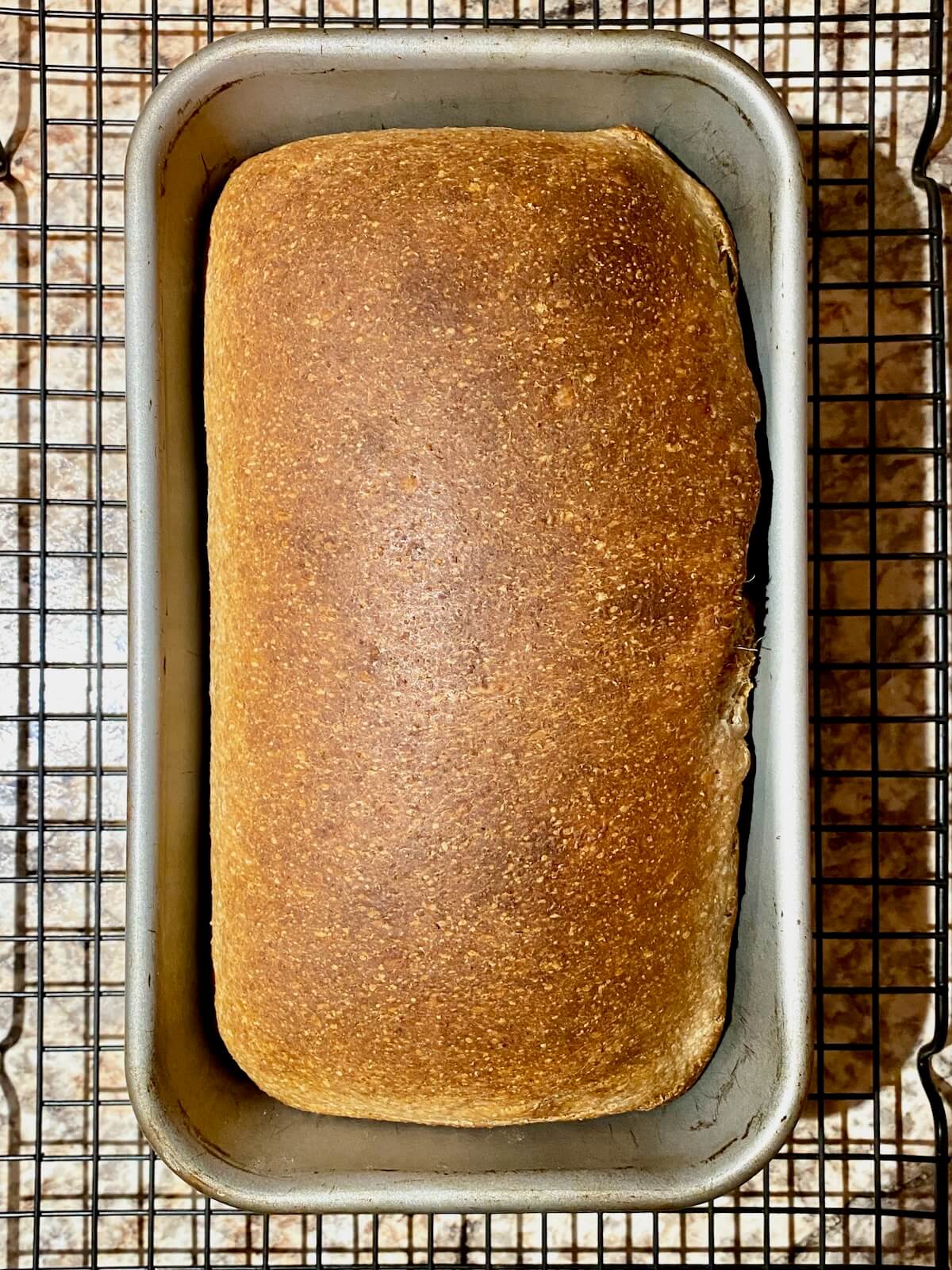 The baked whole wheat sourdough sandwich bread in a loaf pan on a wire cooling rack.