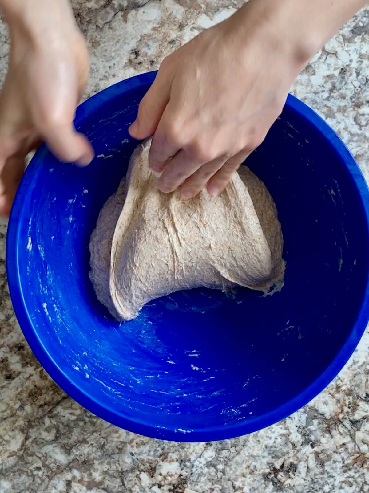 The dough being stretched and folded in a blue mixing bowl.
