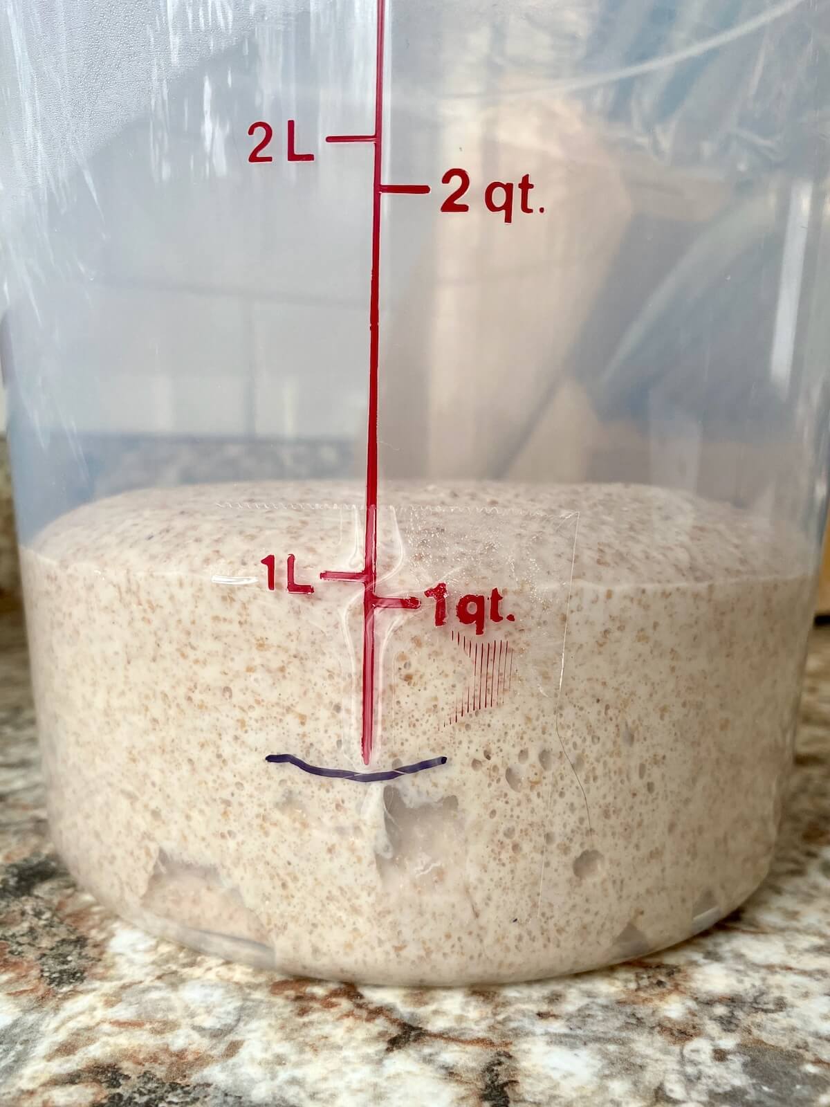 The fully fermented dough in a straight-sided container.