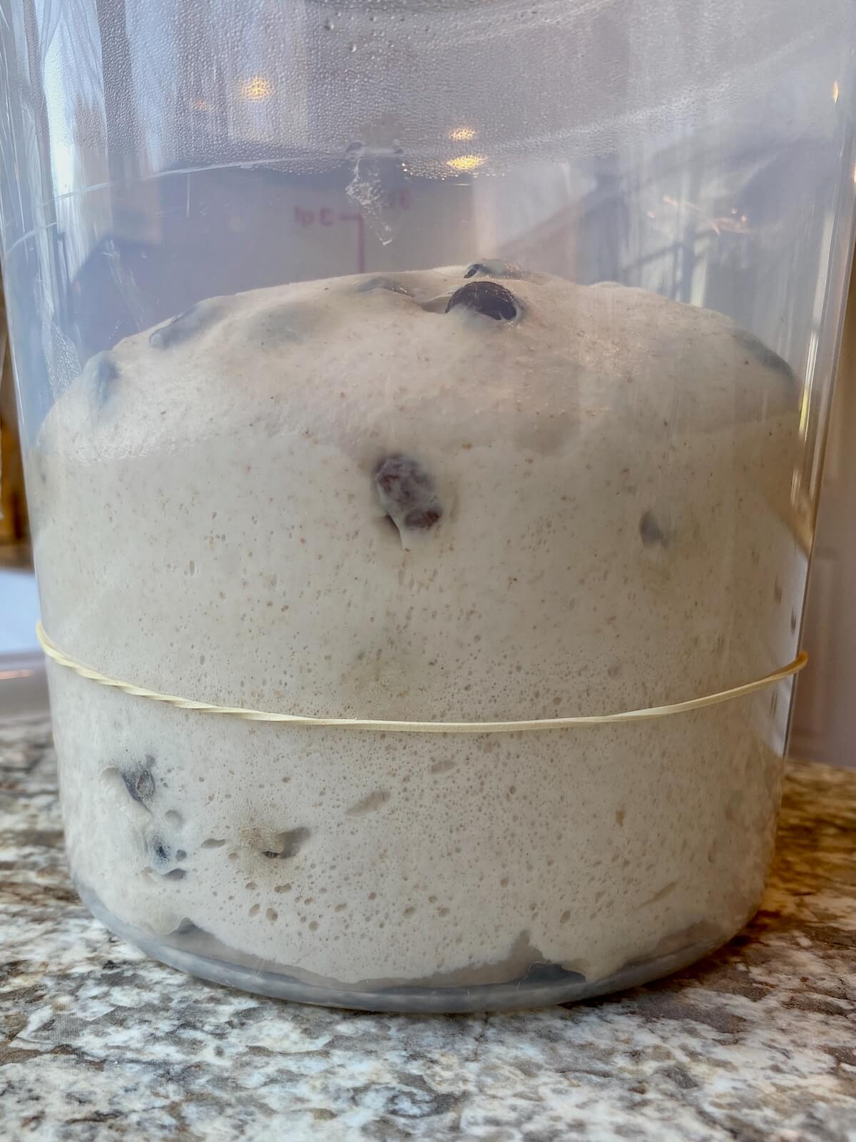 The dough in a straight-sided container after bulk fermenting.