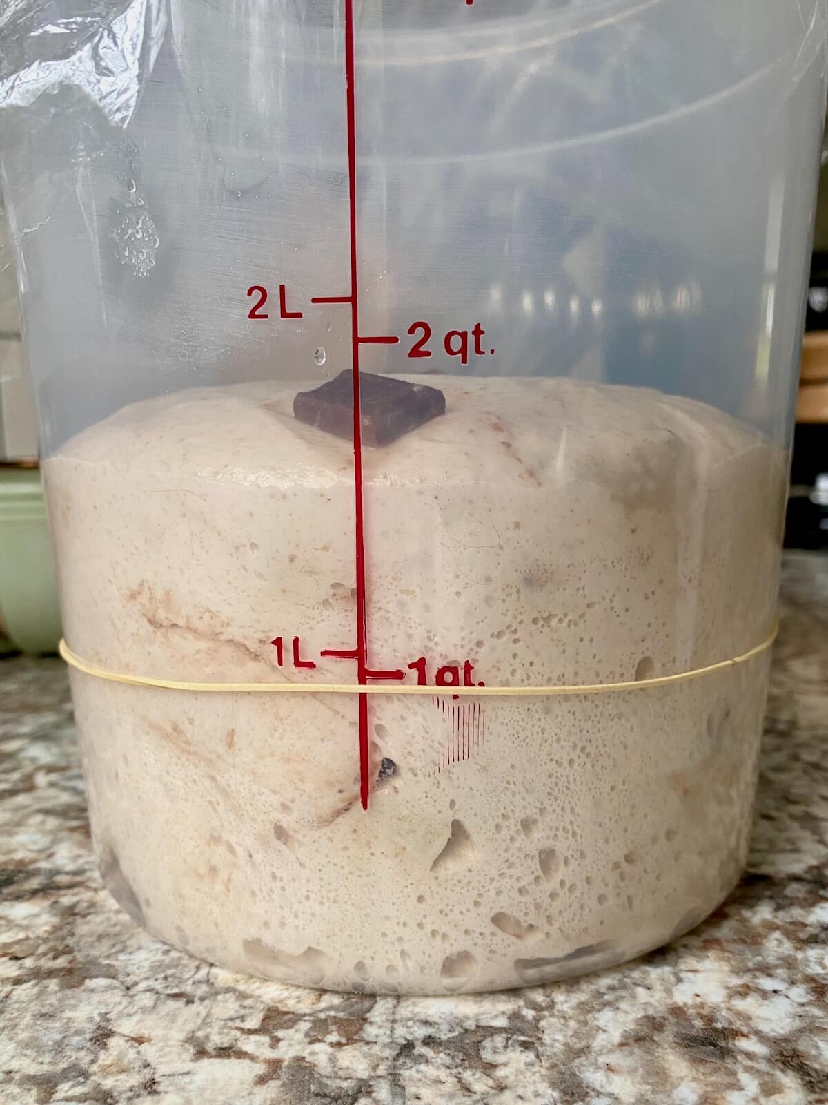 S'mores sourdough bread in a straight-sided proofing container before bulk fermentation.