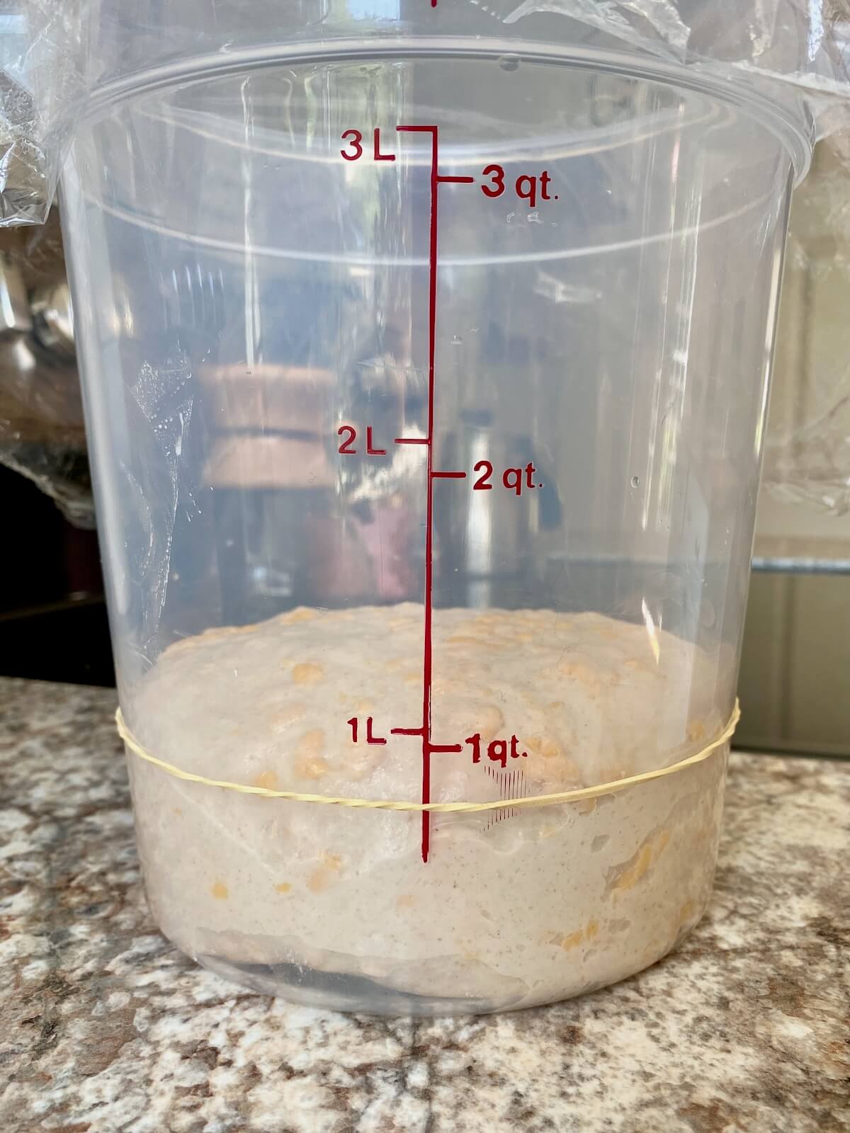 Cheddar cheese sourdough bread dough in a straight sided container before bulk fermentation.
