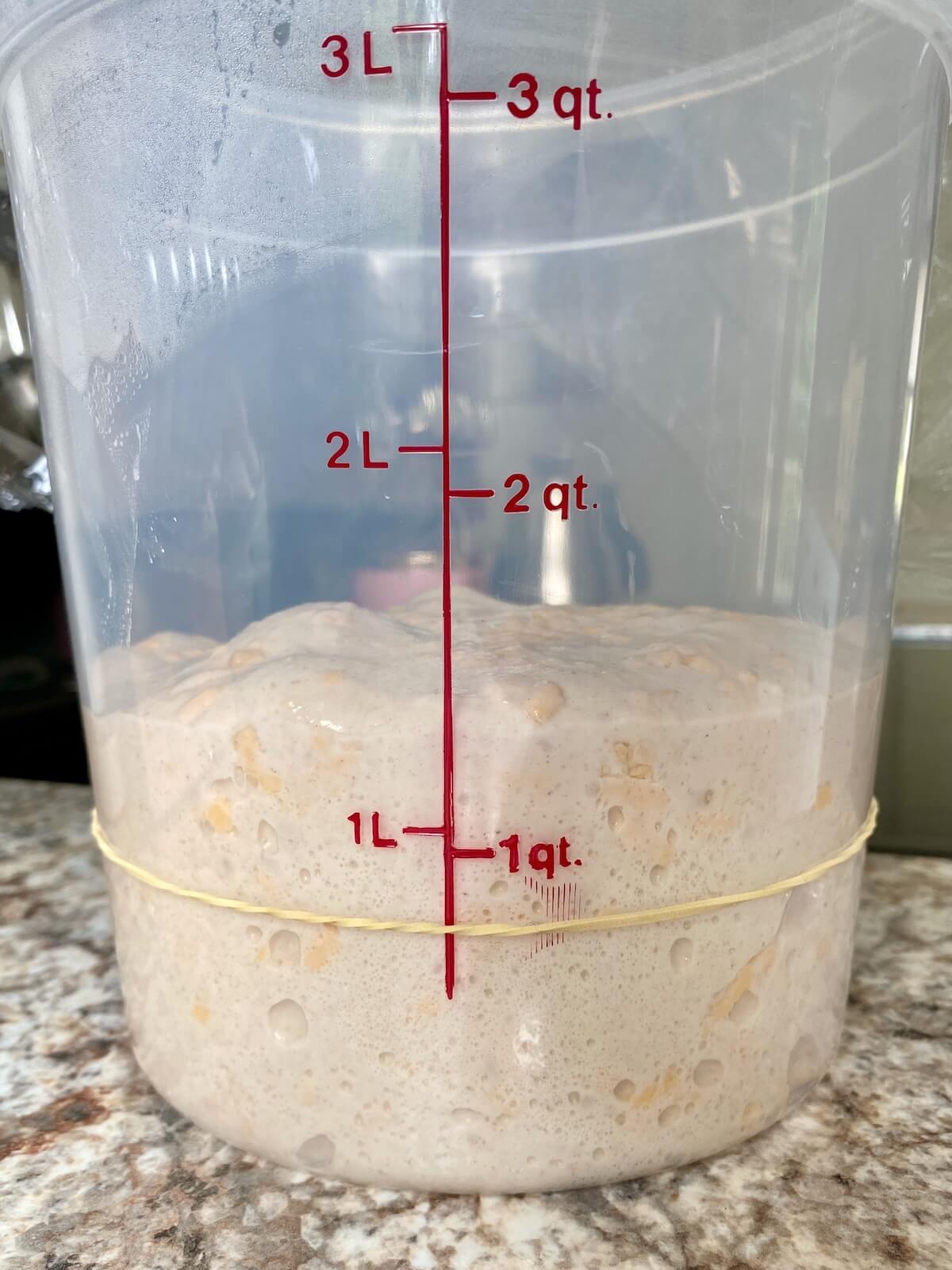 Cheddar cheese sourdough bread dough in a straight sided container after bulk fermentation.