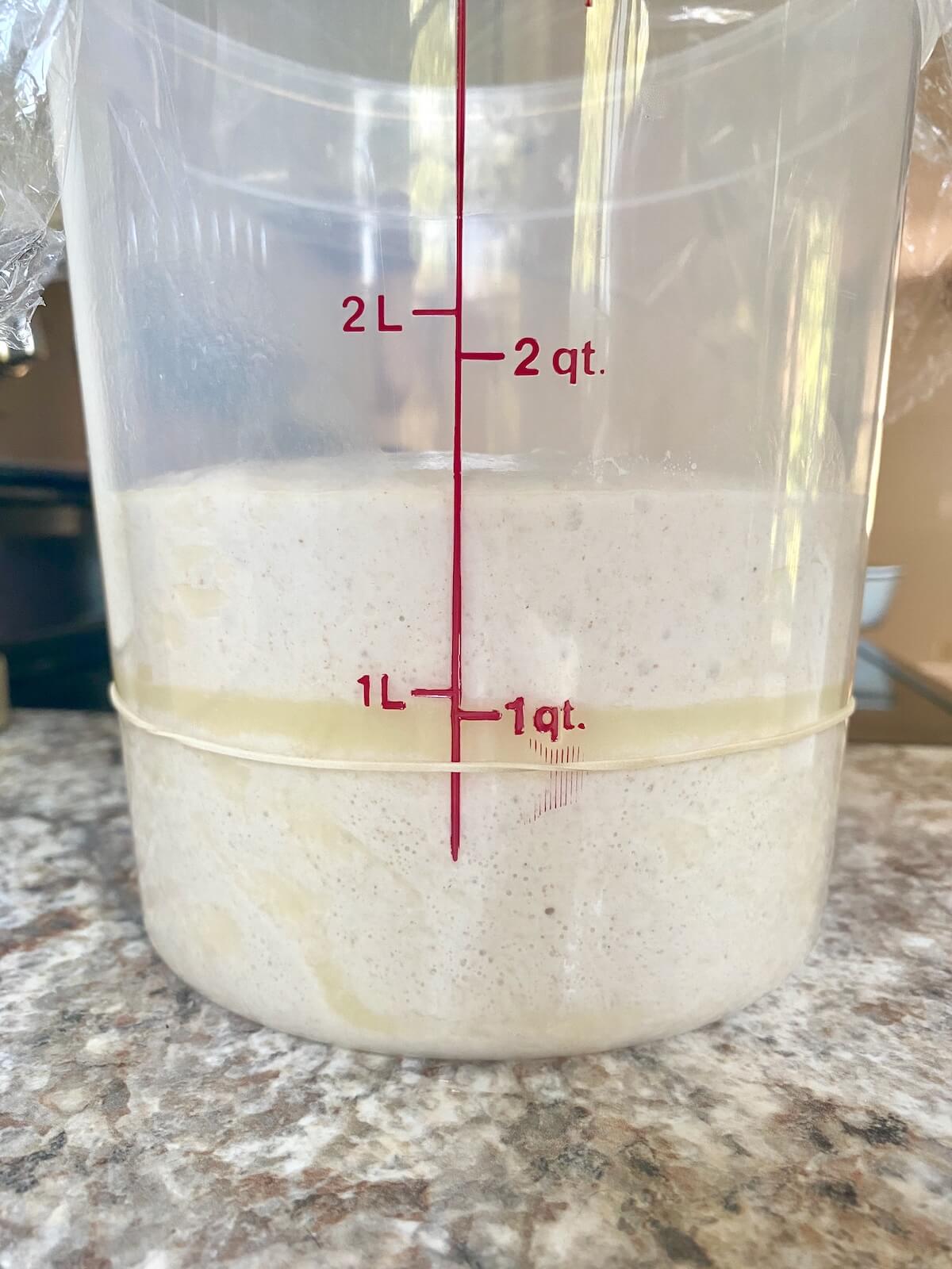 Sourdough discard focaccia dough with butter in a straight-sided container after bulk fermentation.