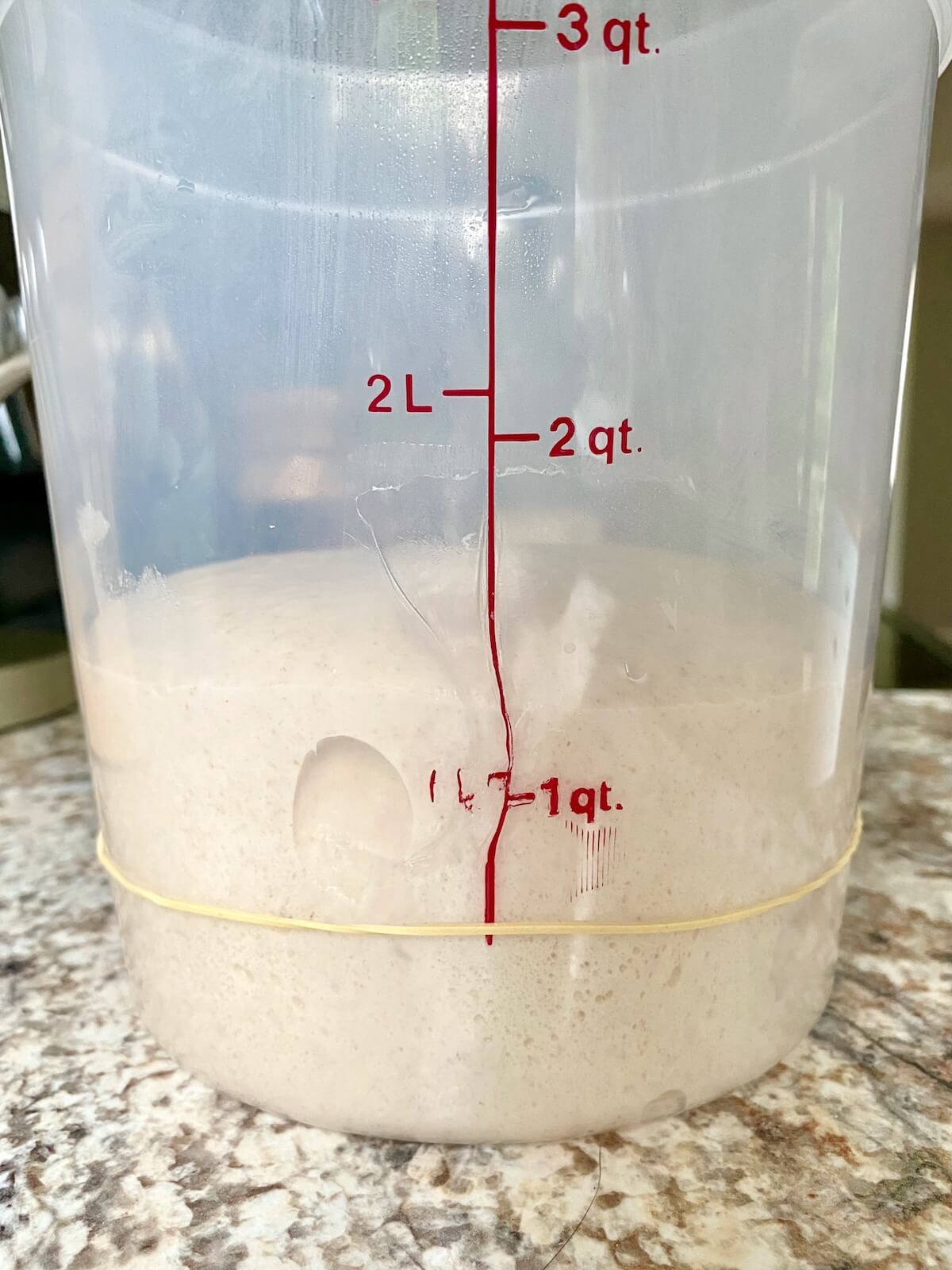 Sourdough bread dough in a straight sided proofing container after bulk fermentation.