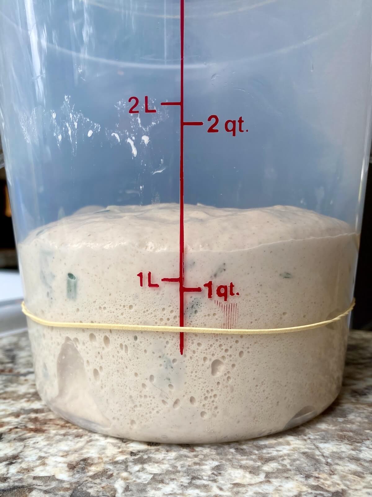 The dough in a straight sided container after bulk fermentation.