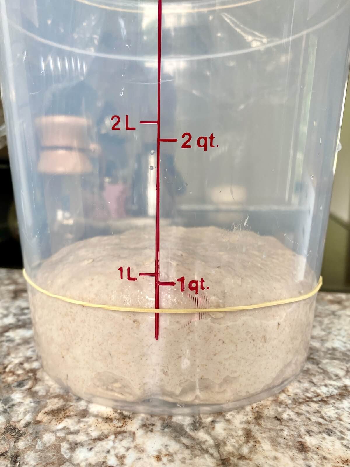 The dough in a straight-sided container before fermenting.
