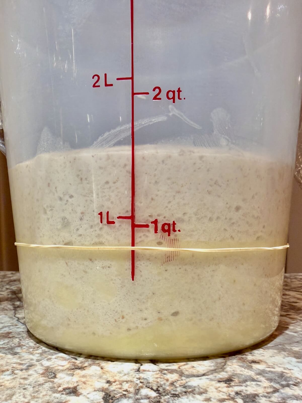 Sourdough focaccia dough coated in butter in a straight-sided container after bulk fermentation.