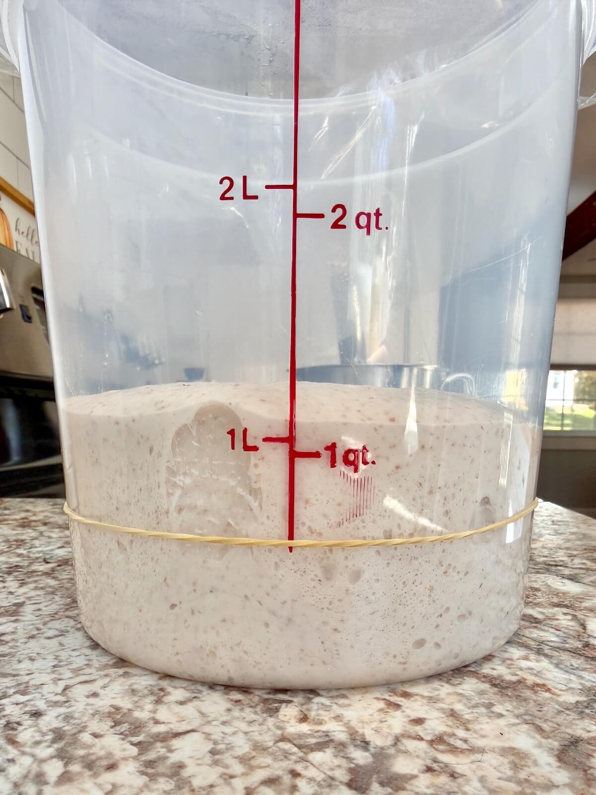Sourdough monkey bread dough in a straight-sided container before bulk fermentation.
