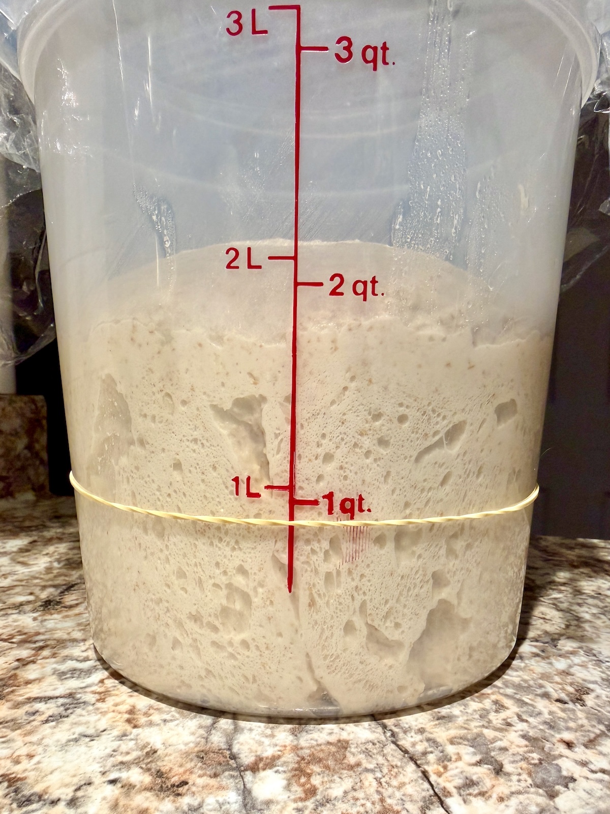 Potato sourdough bread dough in a straight-sided container after bulk fermenting.