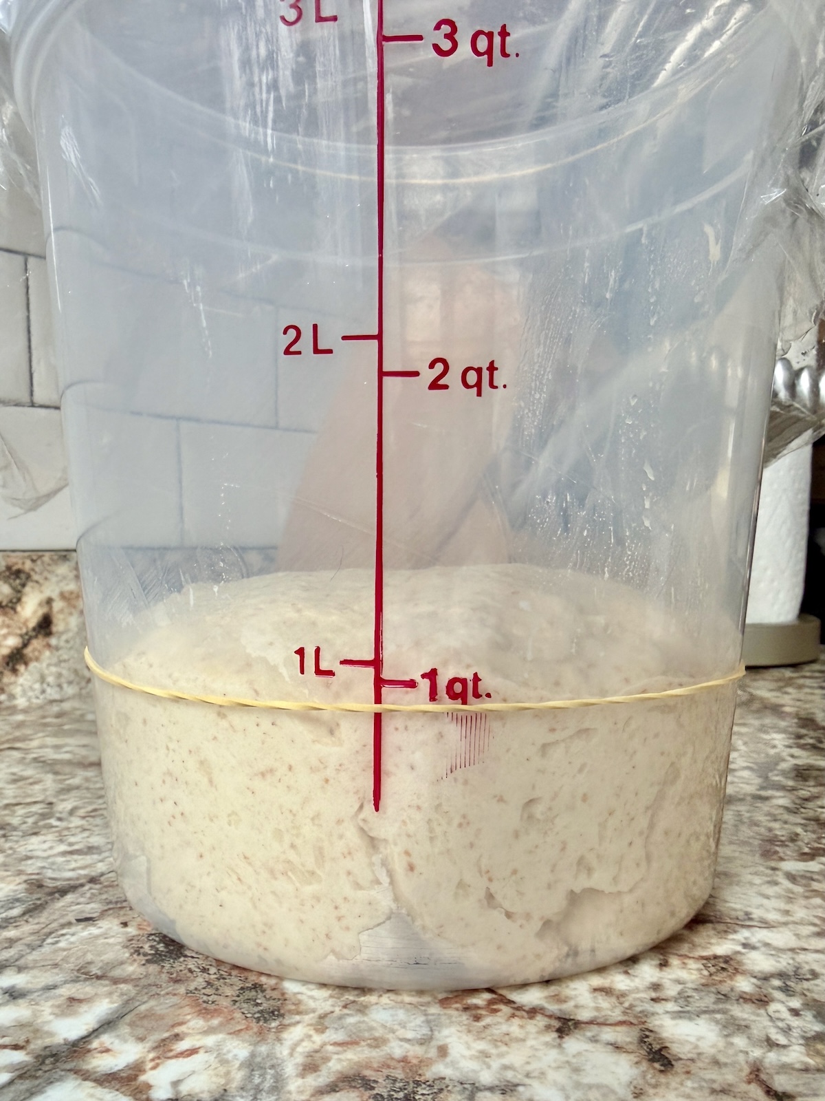 Potato sourdough bread dough in a straight-sided container before bulk fermenting.