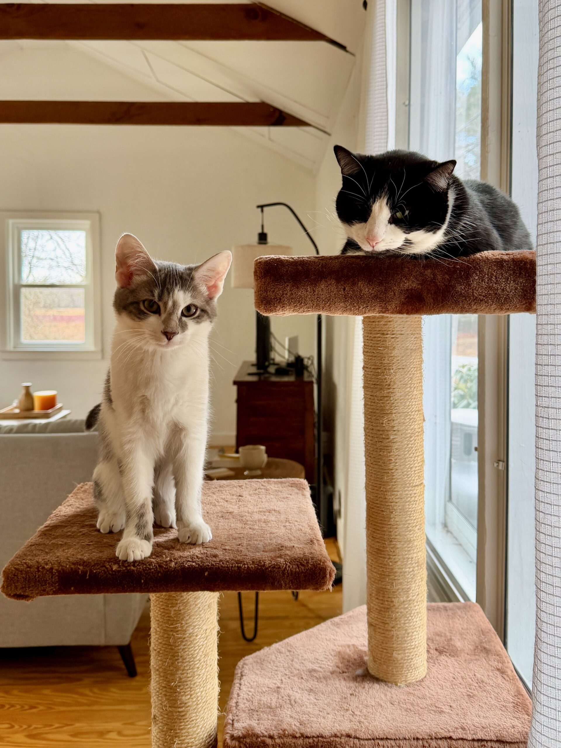 Two cats sitting on a brown cat tower. The cat on the top level is a tuxedo cat and the cat on the lower level is a gray and white cat.