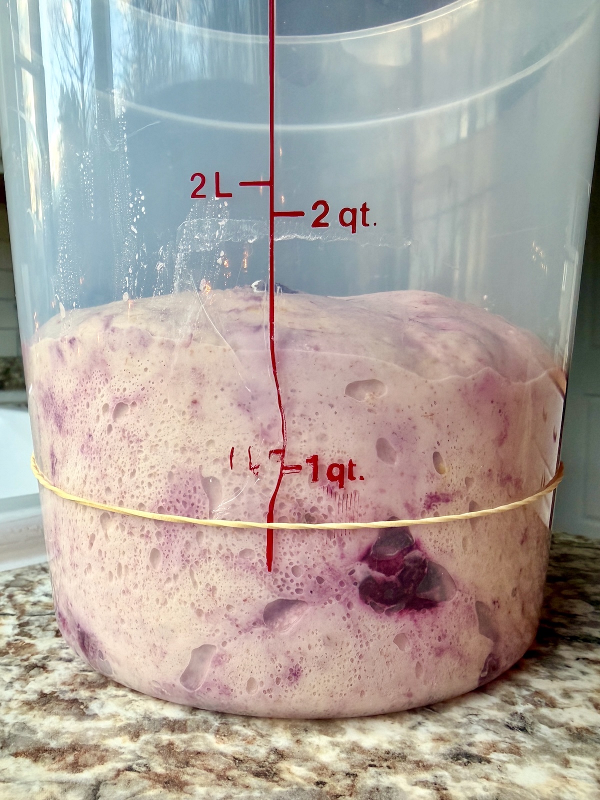 Lemon blueberry sourdough bread dough in a straight-sided container after bulk fermentation.