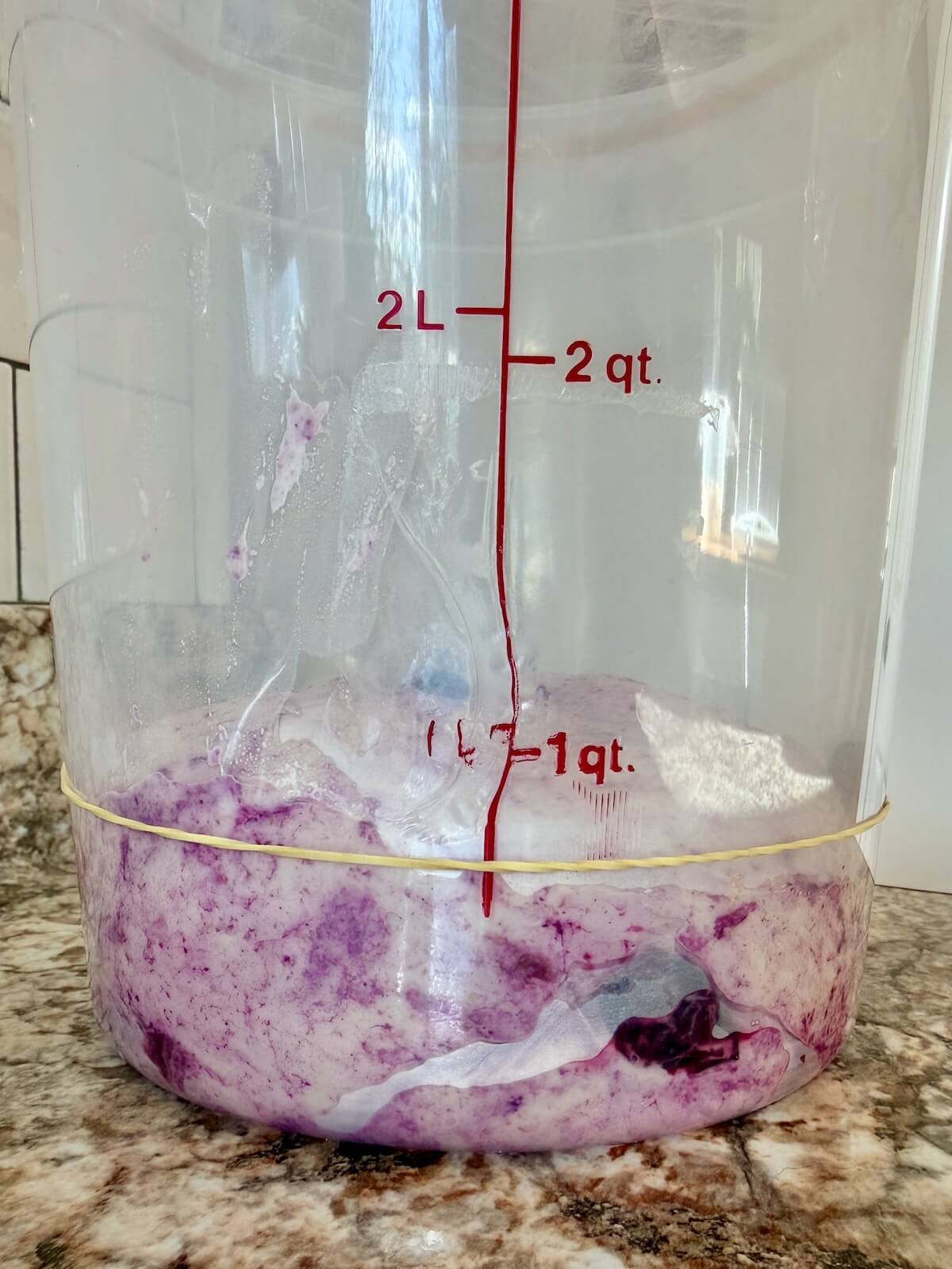 Sourdough bread dough with blueberries in a straight-sided container before bulk fermenting.