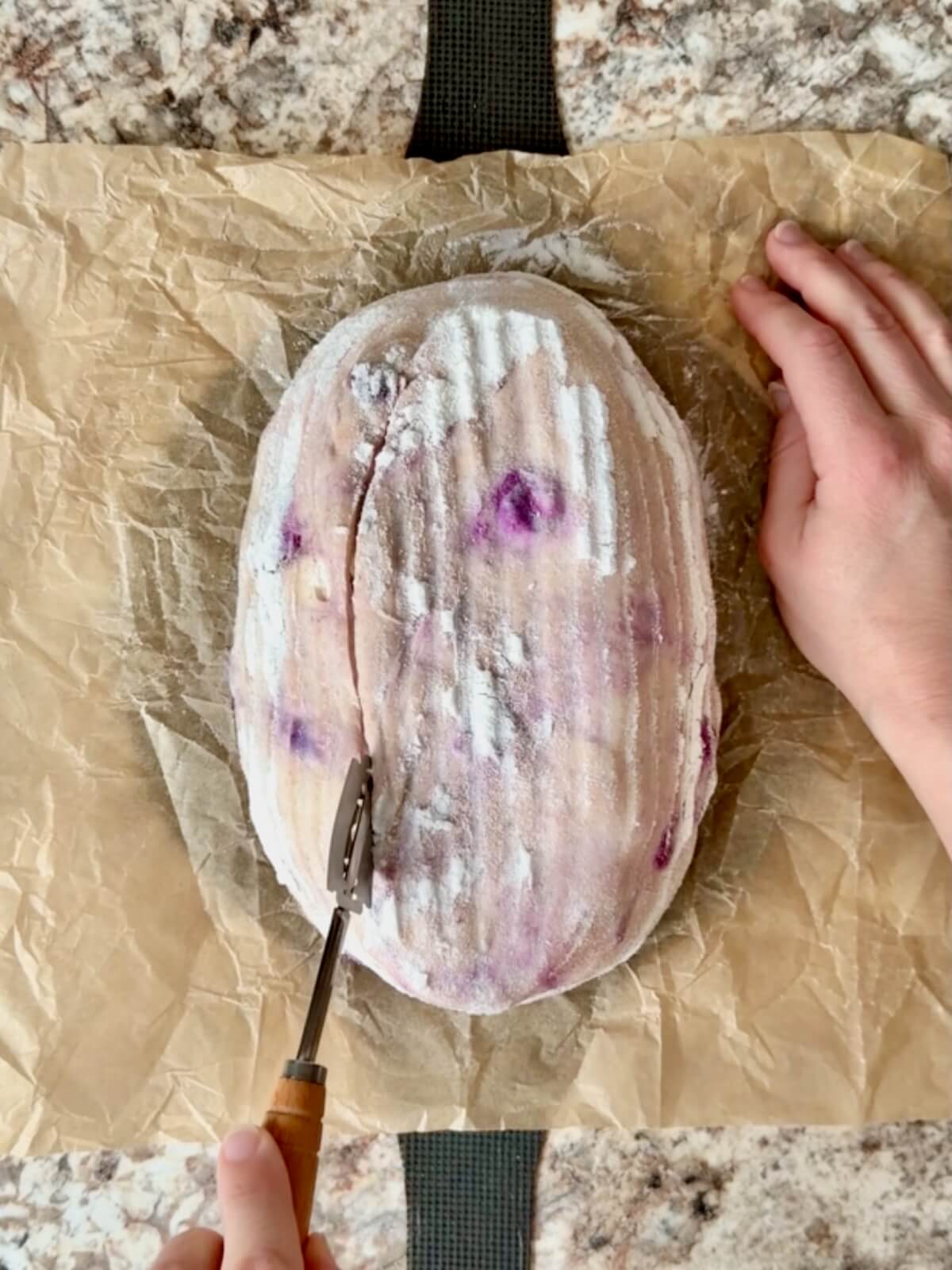 Blueberry cream cheese sourdough bread dough being scored on a piece of parchment paper.