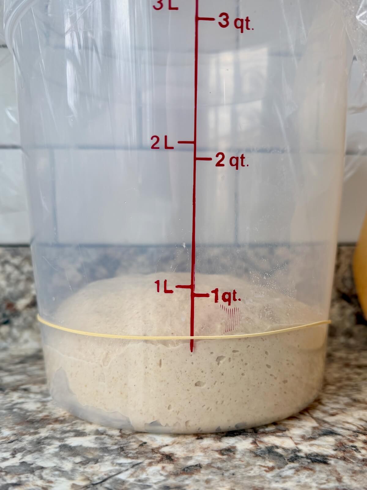 Sourdough beer bread dough in a straight sided container before bulk fermenting.