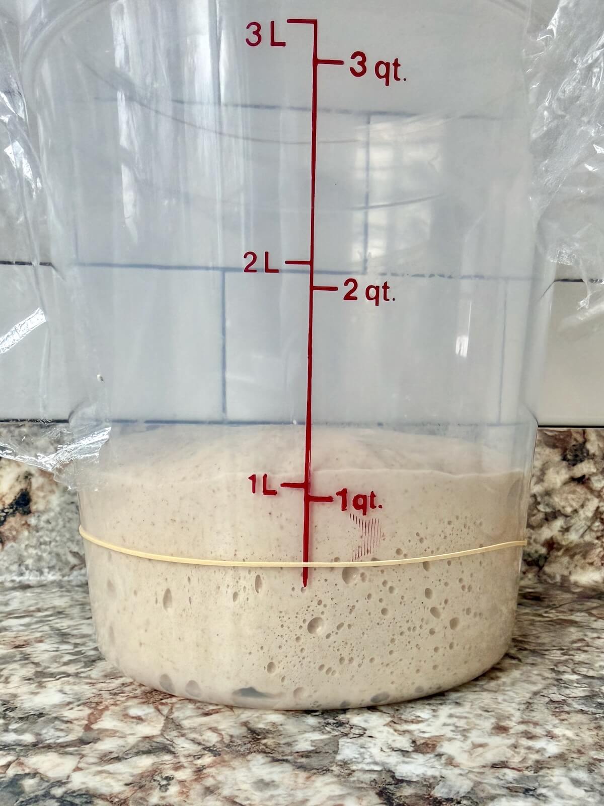 Sourdough beer bread dough in a straight sided container after bulk fermenting.
