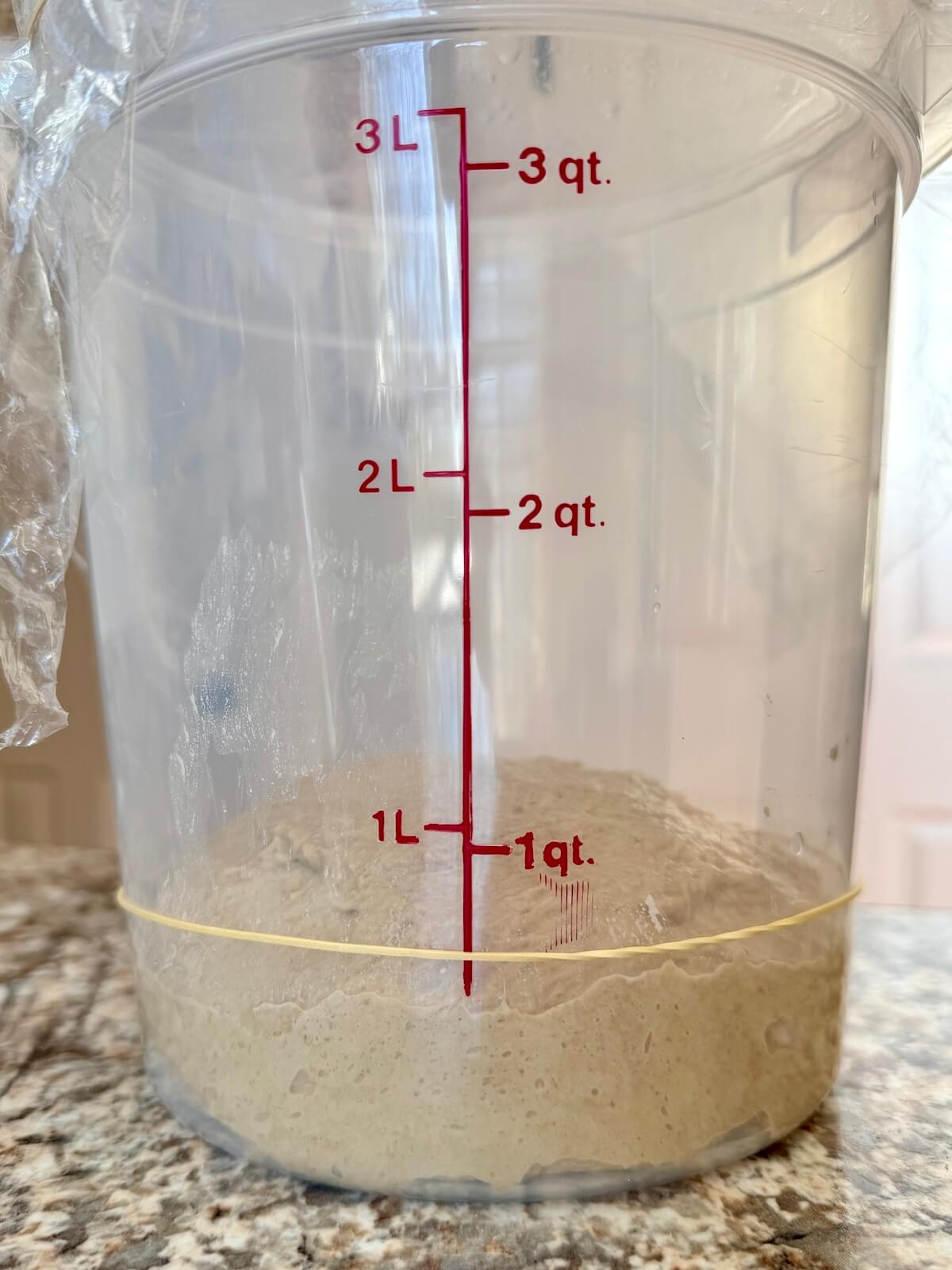 Coffee sourdough bread dough in a straight-sided container before bulk fermentation.