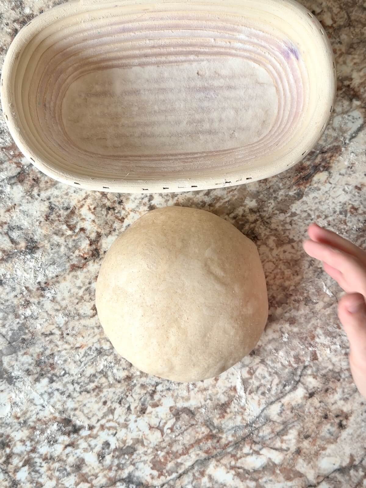 A round ball of high protein sourdough bread dough.
