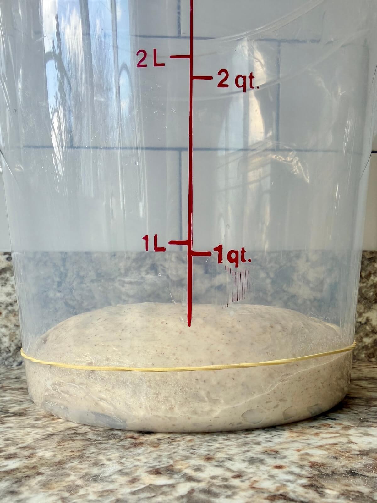 Beer sourdough pizza dough in a straight-sided container before bulk fermentation.