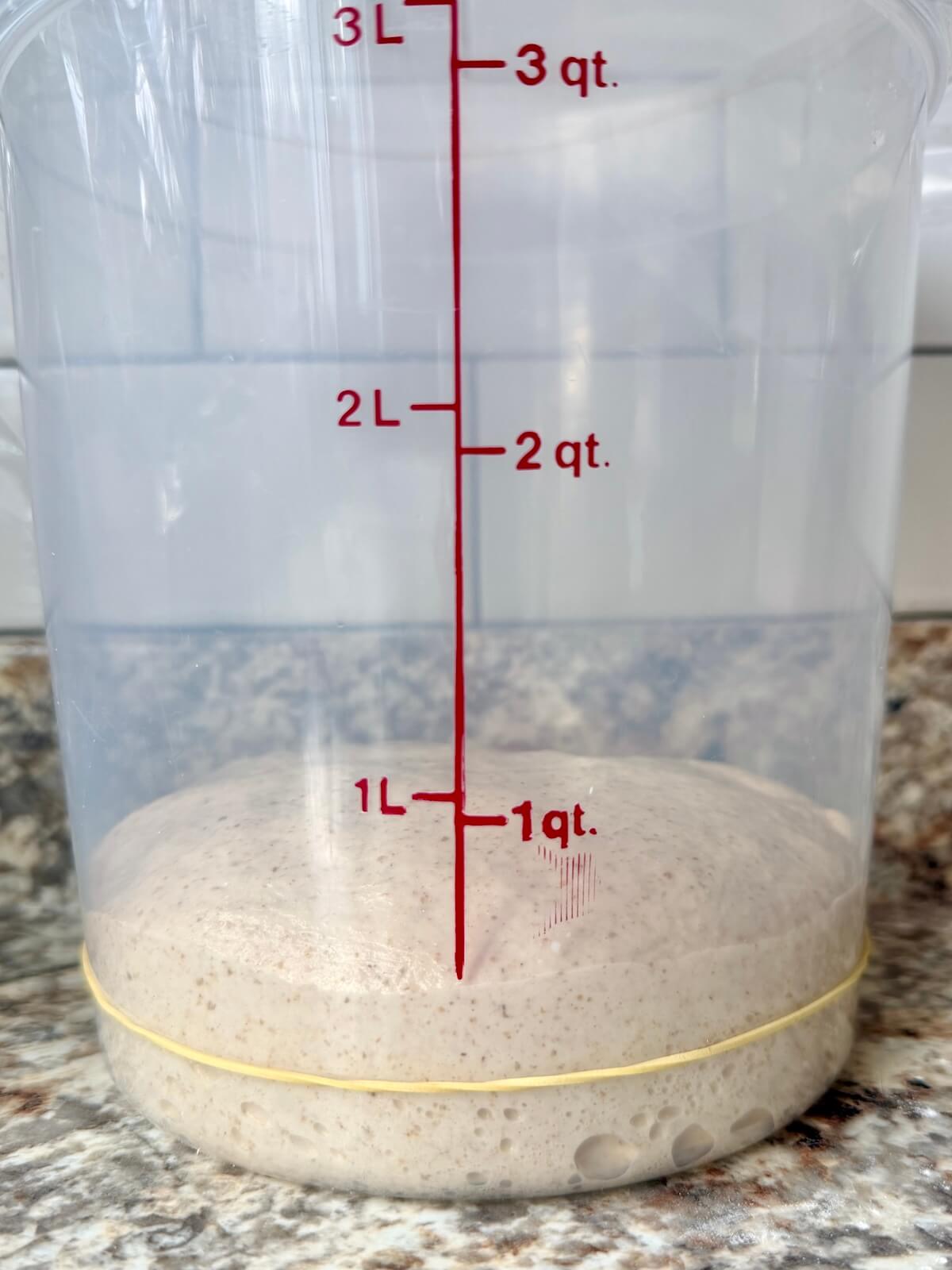 Beer sourdough pizza dough in a straight-sided container after bulk fermentation.
