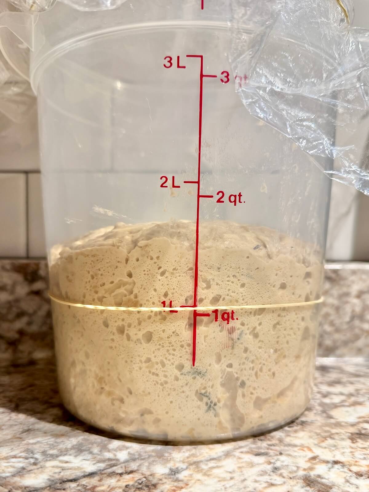 French onion soup sourdough bread dough in a straight-sided container after bulk fermentation.