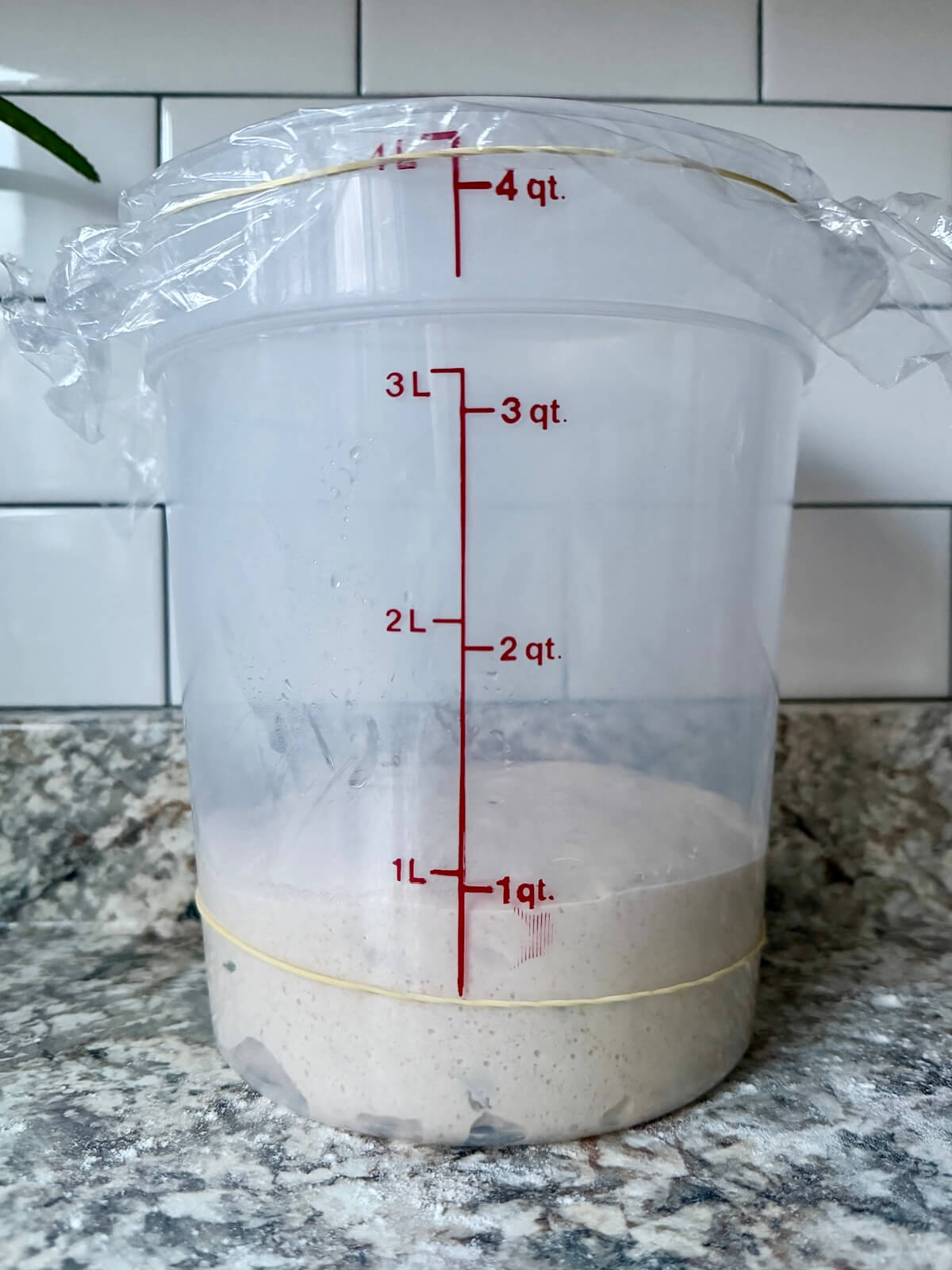 Rosemary parmesan sourdough bread dough in a straight-sided container after bulk fermentation.