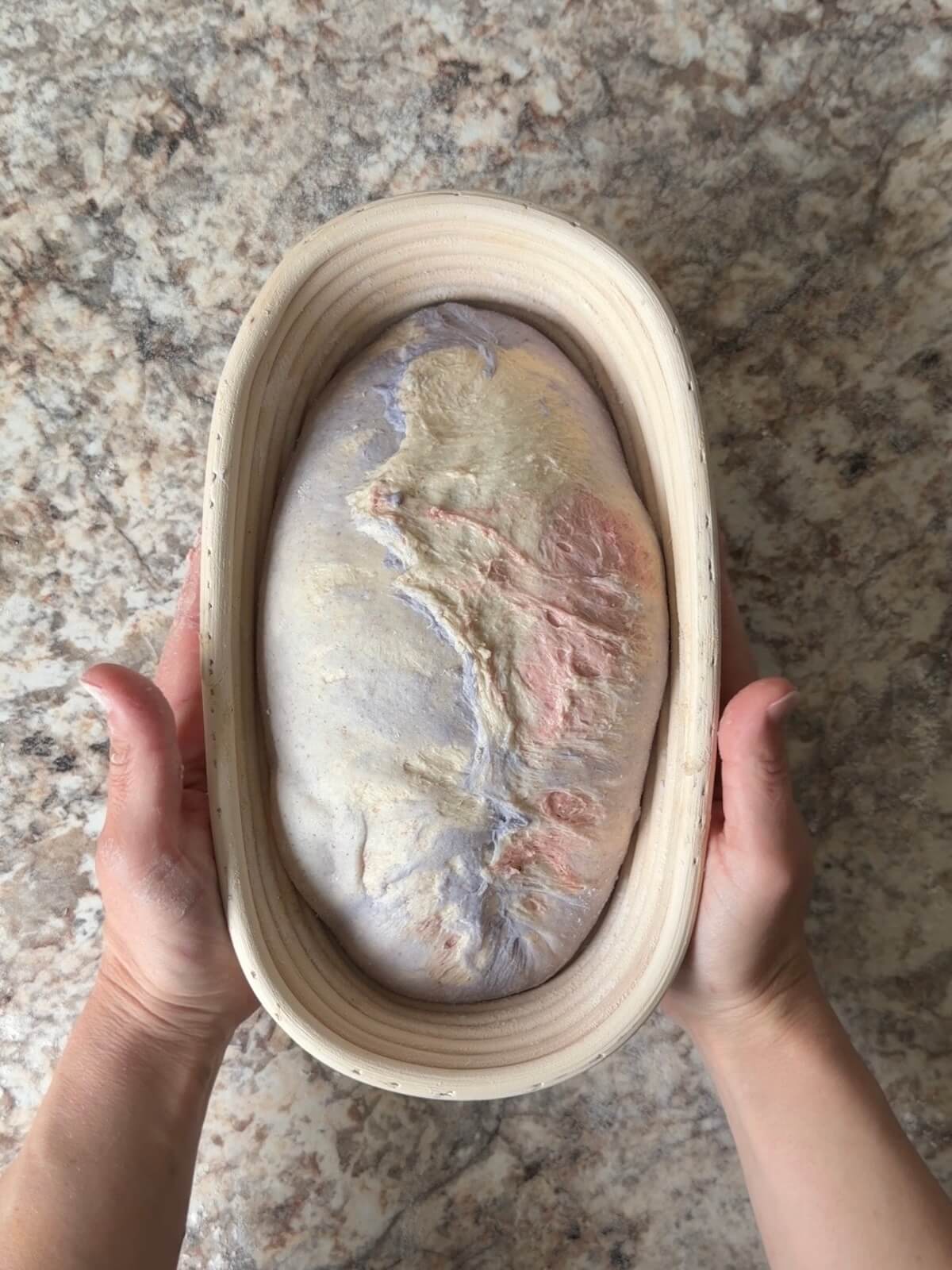 Red, white, and blue sourdough bread dough in an oval proofing basket before cold proofing overnight.